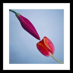 Tyler Shields - Pollination, Photography 2019, Printed After