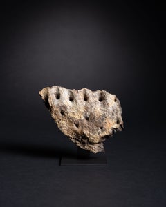 Tyrannosaurus Rex Fossil Dentary, Extremely Rare Late Cretaceous Survivor