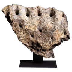 Tyrannosaurus Rex Fossil Dentary, Extremely Rare Late Cretaceous Survivor