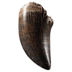 Antique Tyrannosaurus Rex Tooth