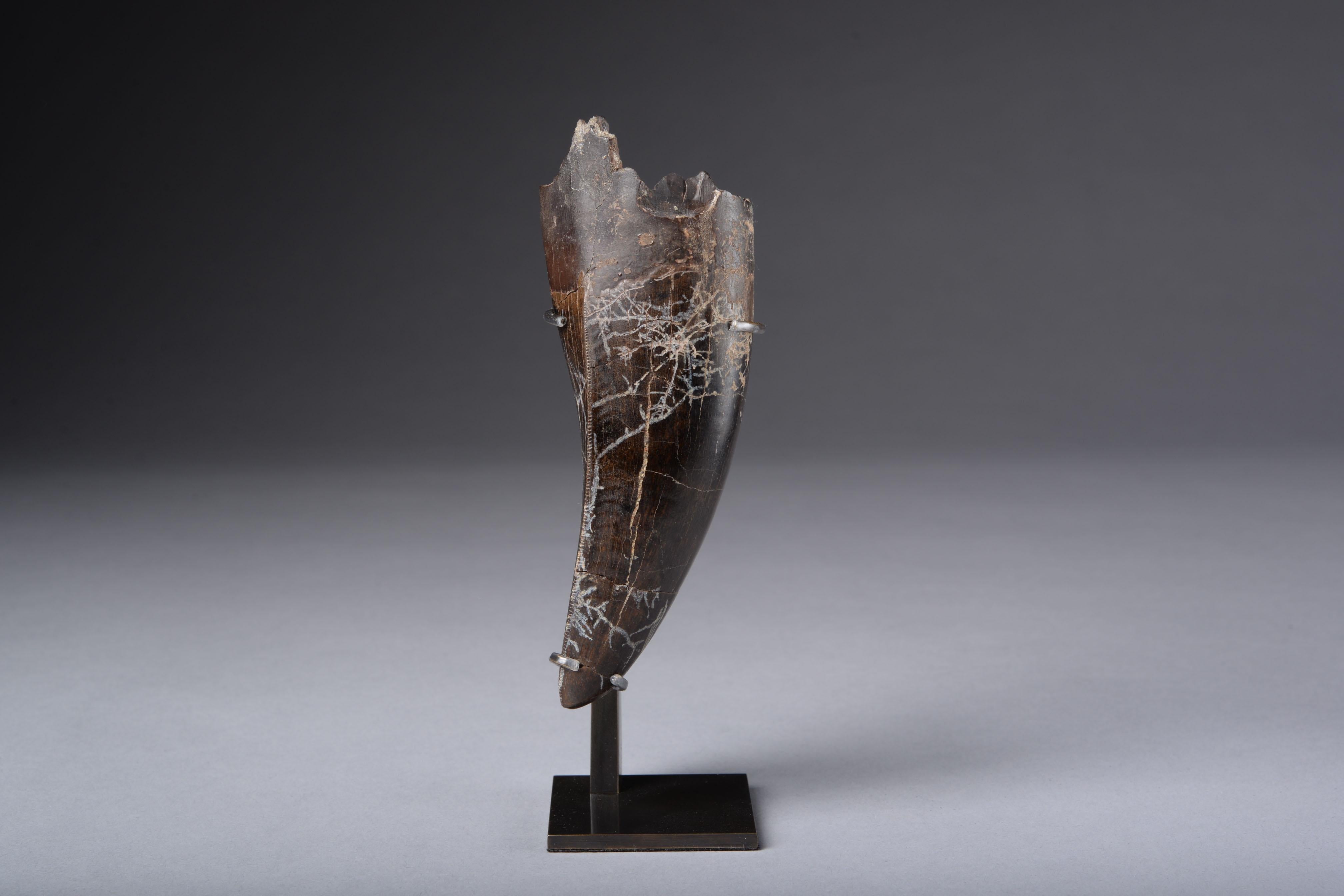 FOSSILISED TYRANNOSAURUS REX TOOTH
Circa 67 million years ago
H. 12.5 cm x W. 4.2 cm

PROVENANCE
Found in Butte County, South Dakota, USA, Summer 2021.

An extremely large and extraordinarily well preserved tooth of one of the most iconic
