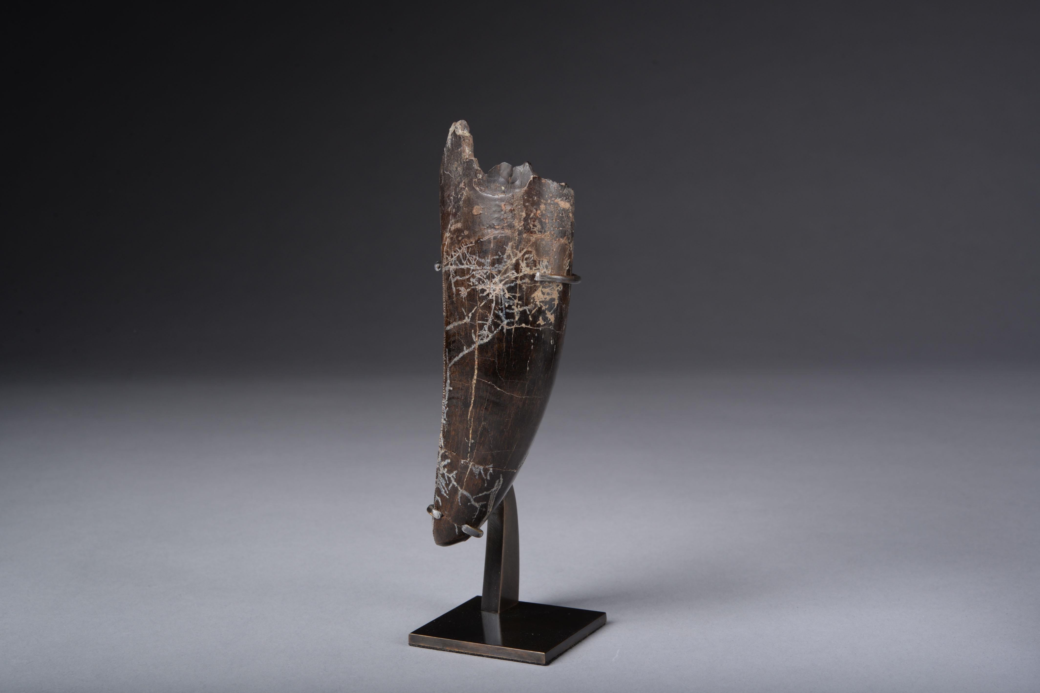 American Tyrannosaurus Rex Tooth Fossil For Sale