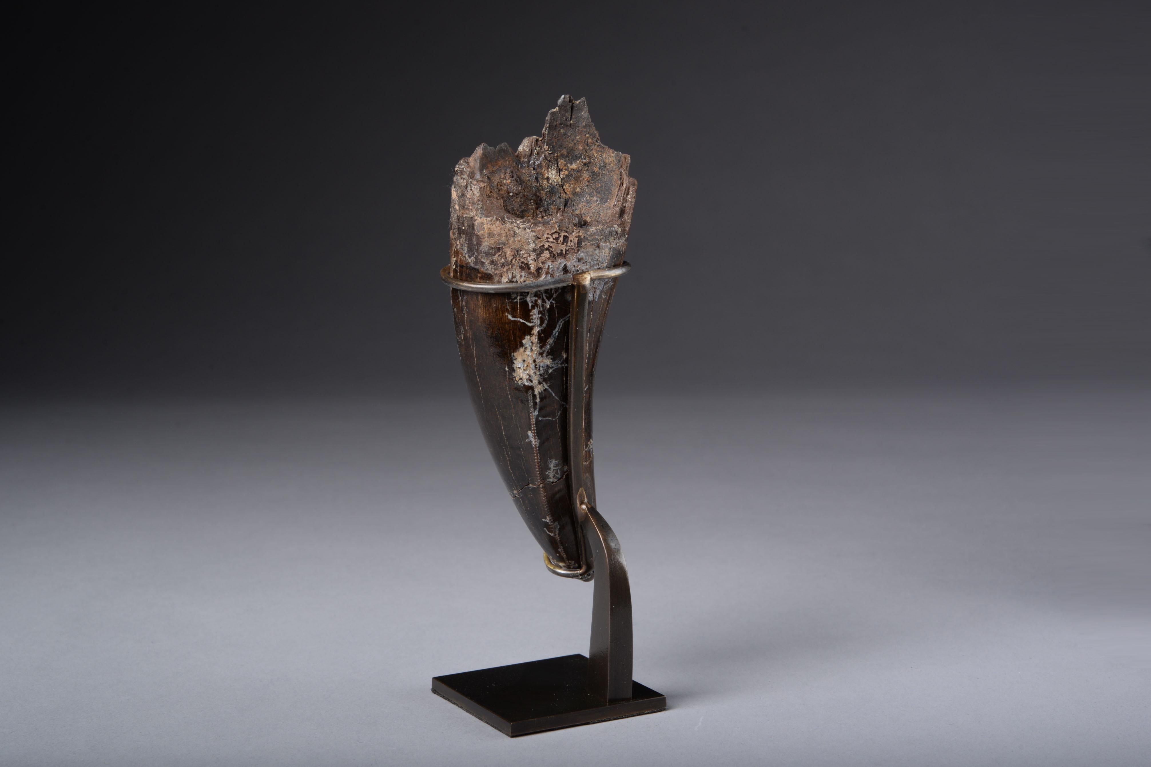 Tyrannosaurus Rex Tooth Fossil In Excellent Condition For Sale In London, GB