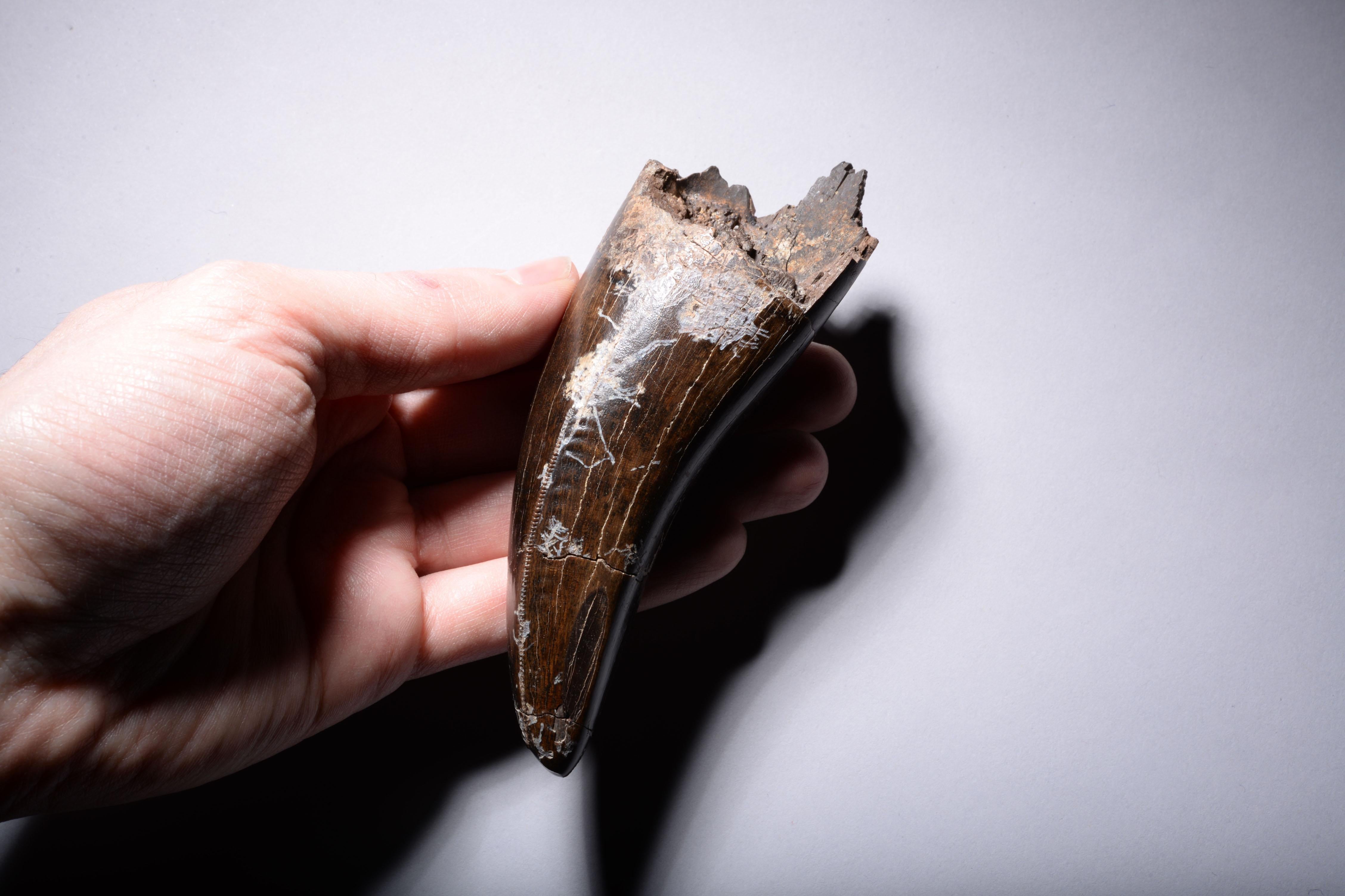 18th Century and Earlier Tyrannosaurus Rex Tooth Fossil For Sale