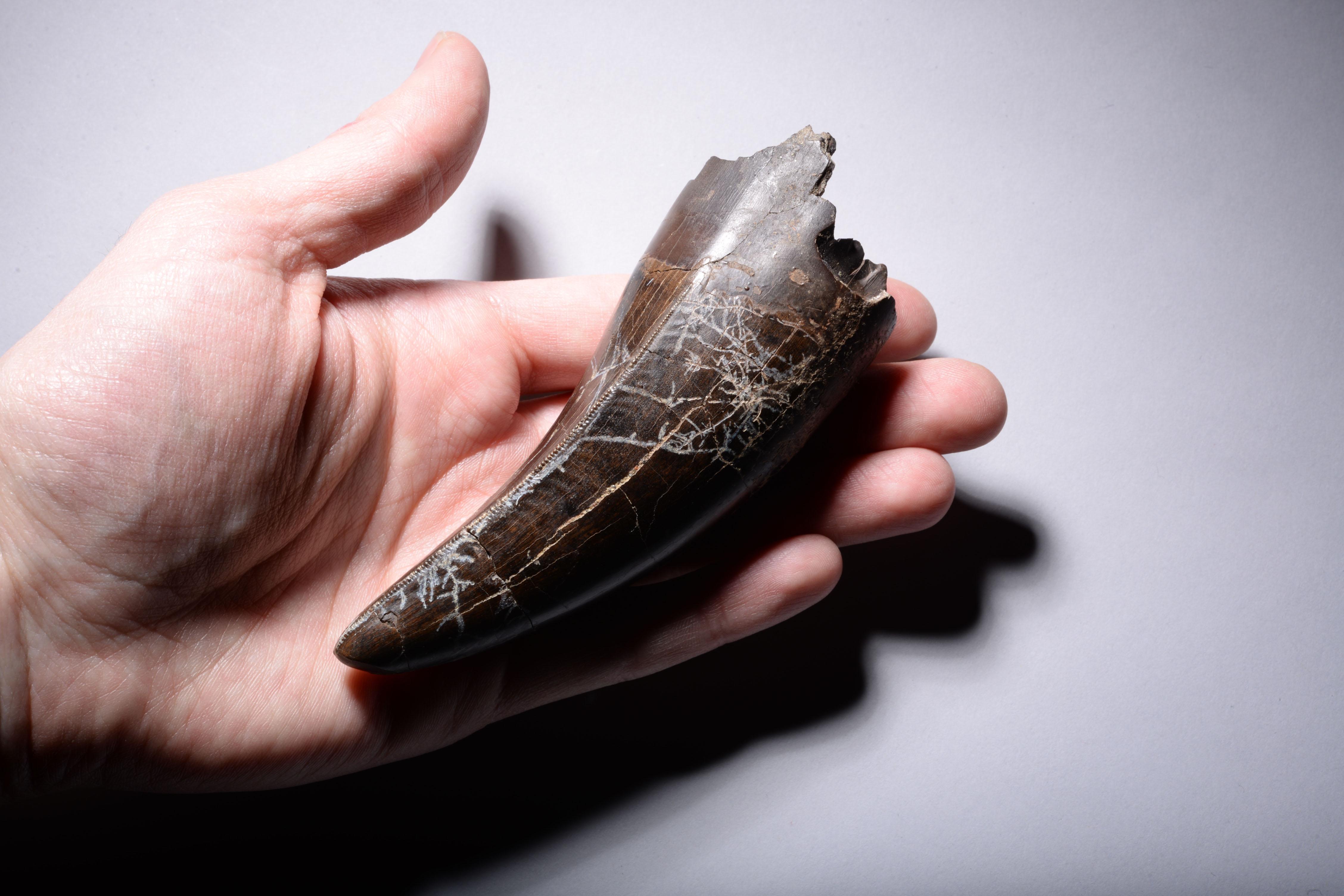Other Tyrannosaurus Rex Tooth Fossil For Sale