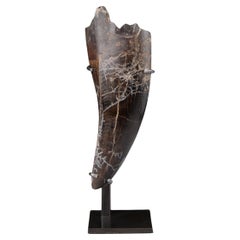 Fossile di dente di tirannosauro Rex