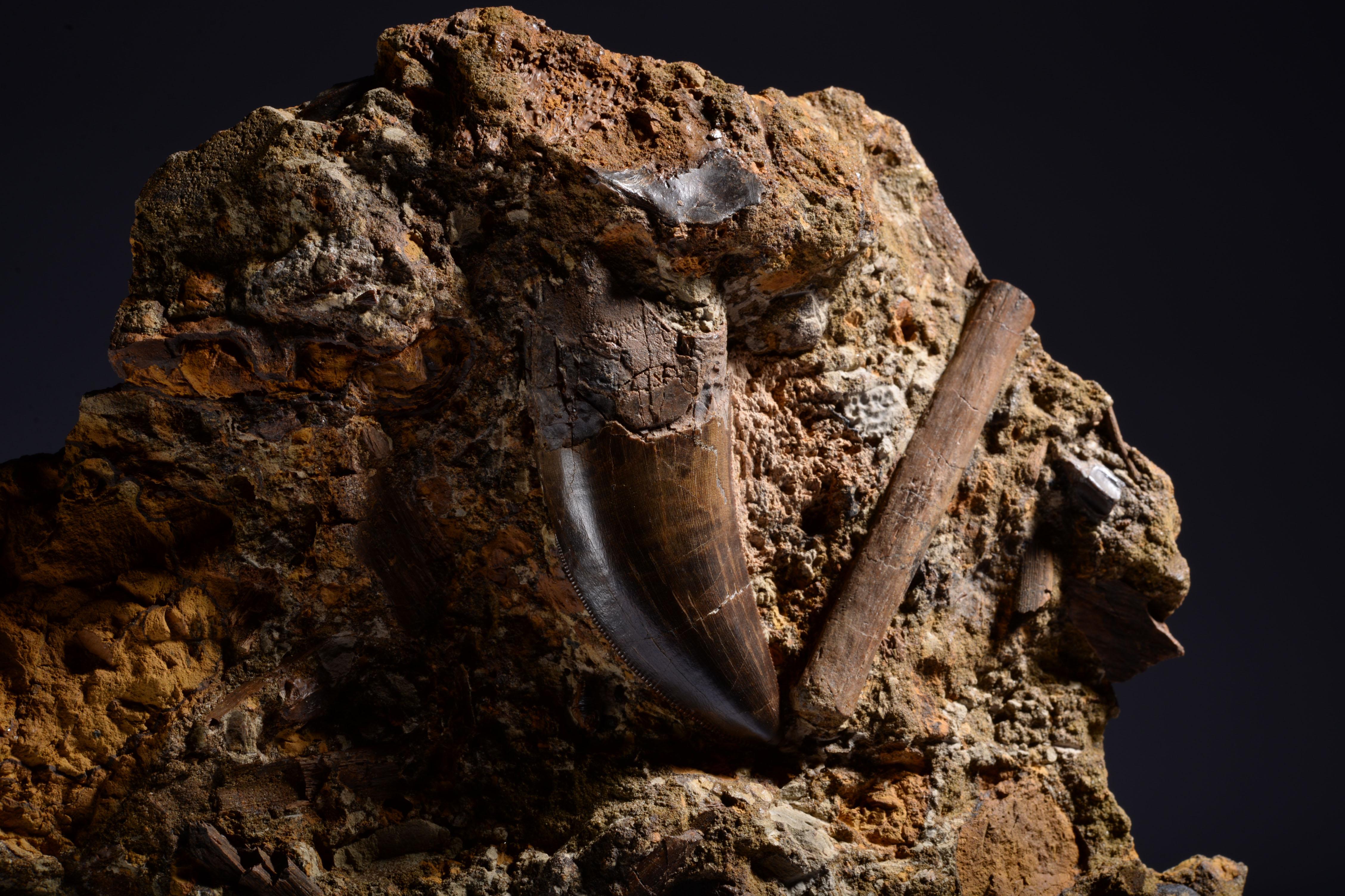 18th Century and Earlier Tyrannosaurus Rex Tooth in Fossil Matrix For Sale