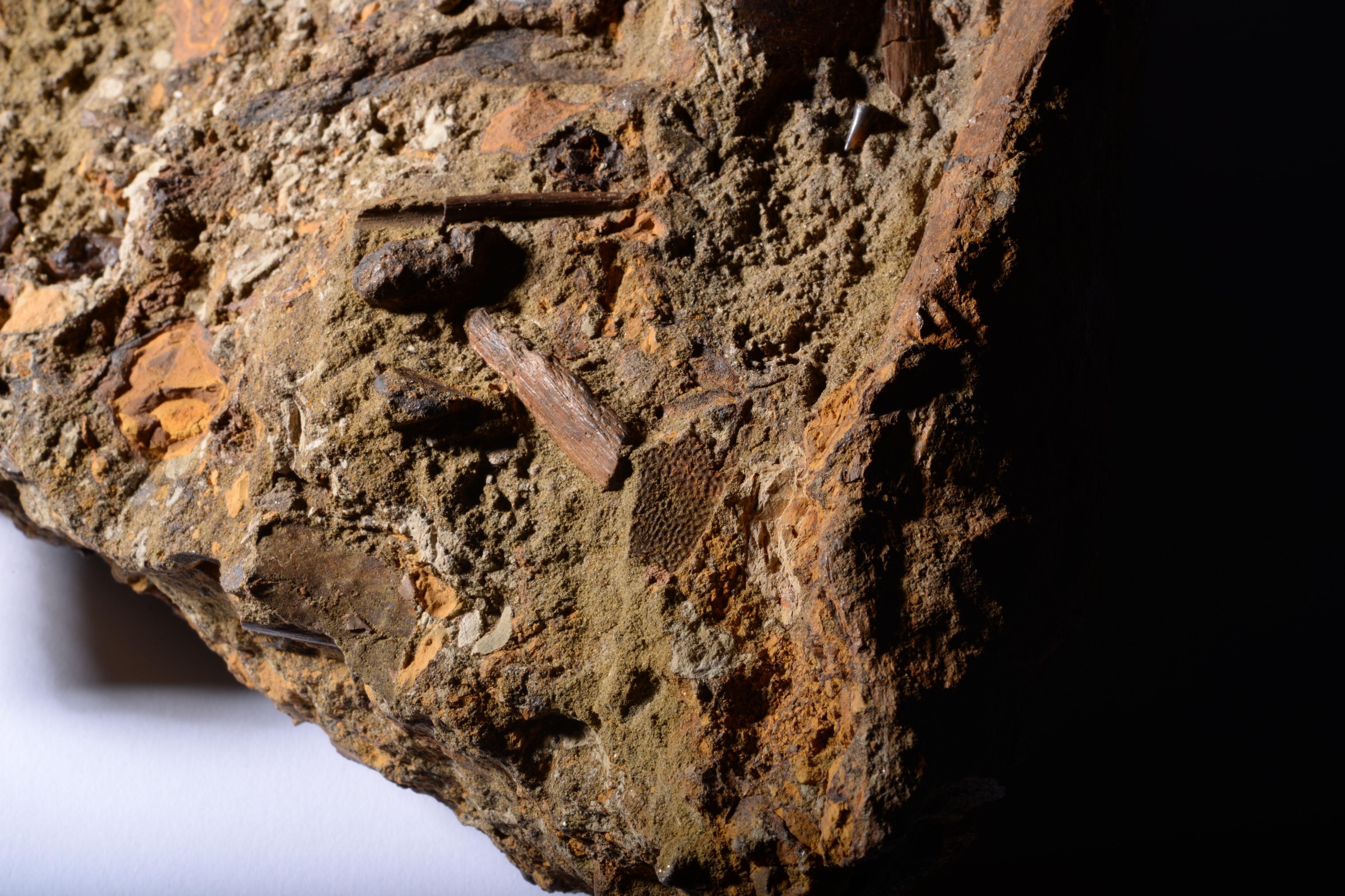 Autre oth Rex de Tyrannosaurus dans une matrice fossile en vente