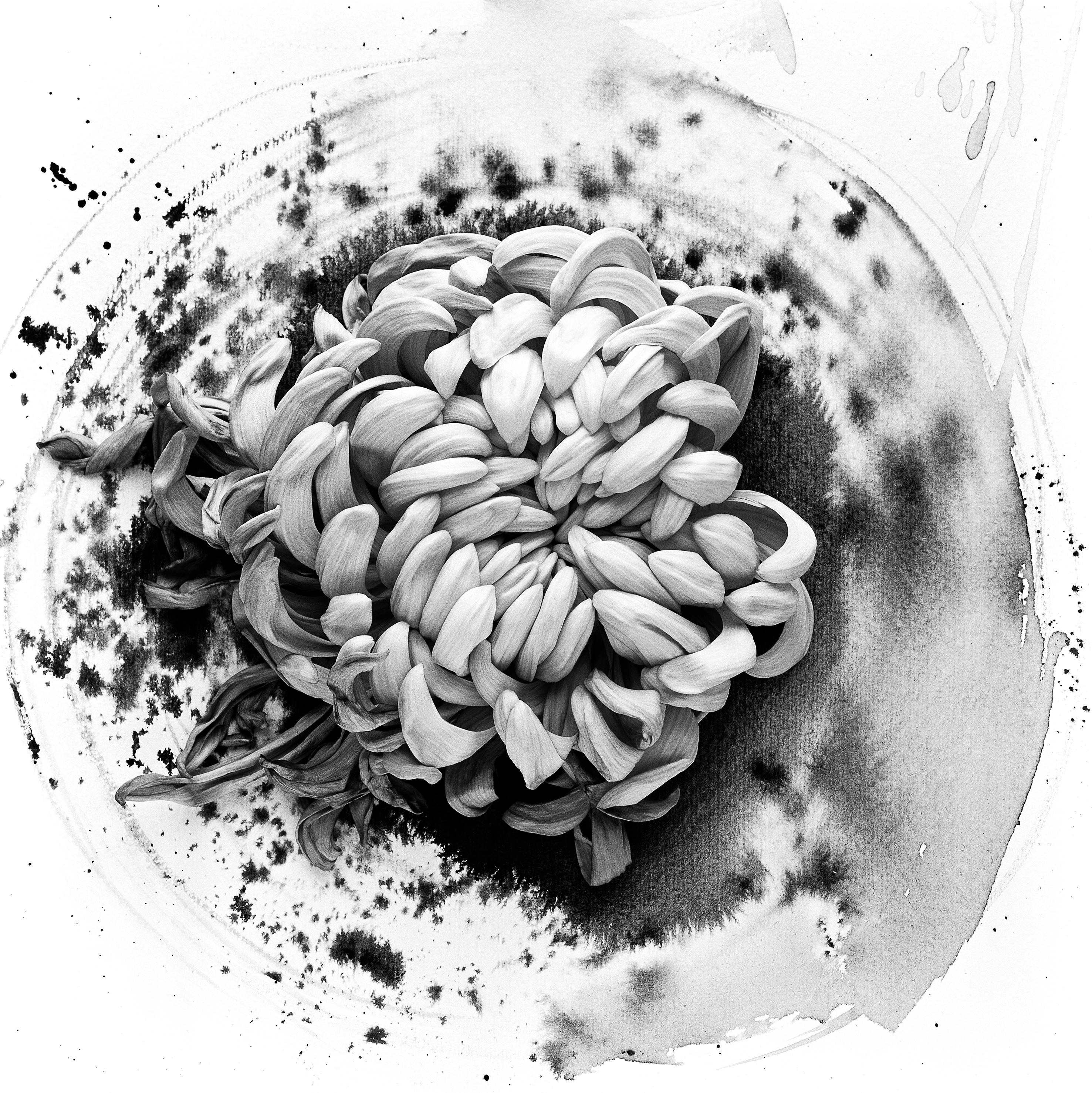Ugne Pouwell Abstract Painting – Chrysantemum auf Tinte - Blumenfilmfotografie in Komposition mit Tuscheabstraktion