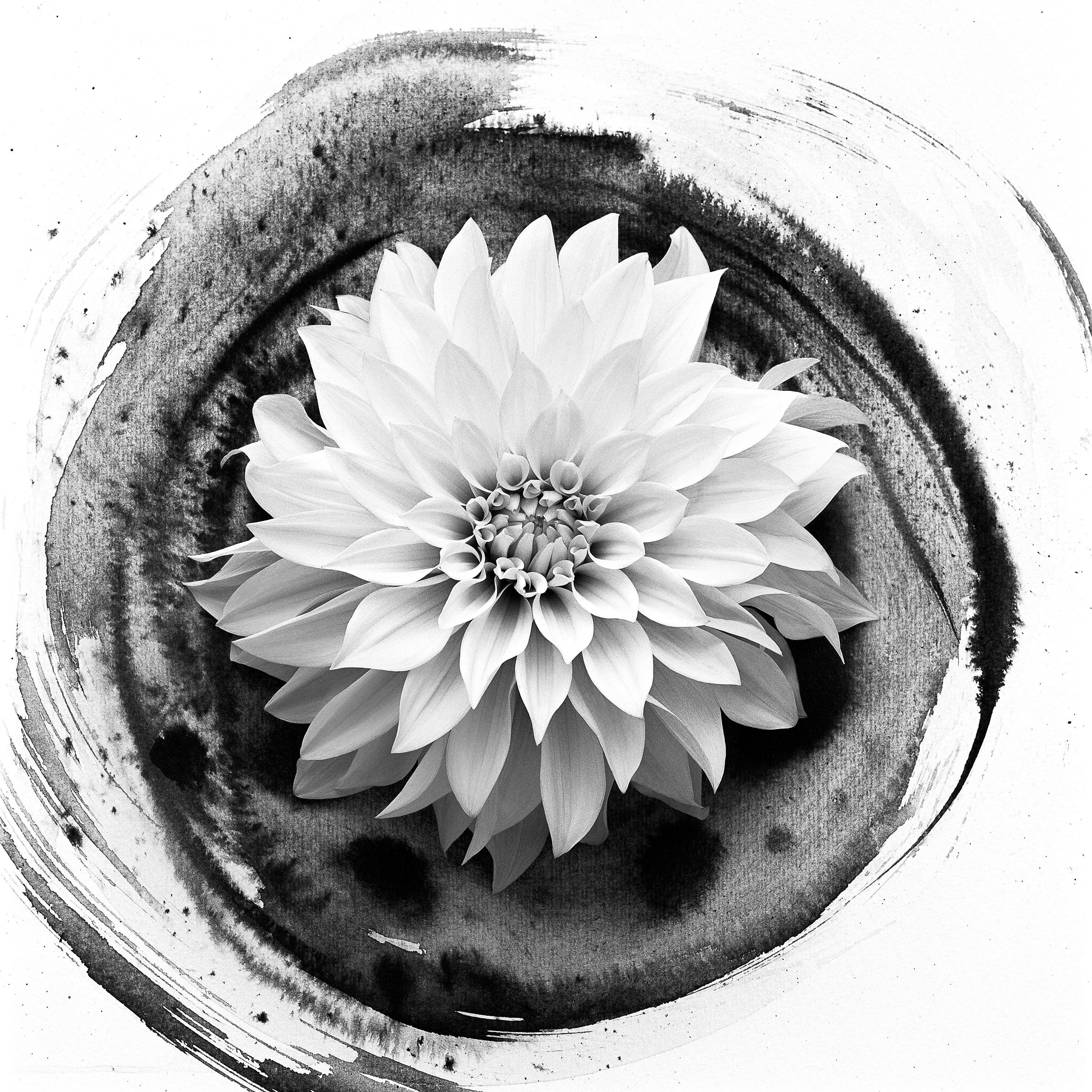 Ugne Pouwell Black and White Photograph – Dahlia auf Tinte #2 – Blumenfilmfotografie in Komposition mit Tuscheabstraktion