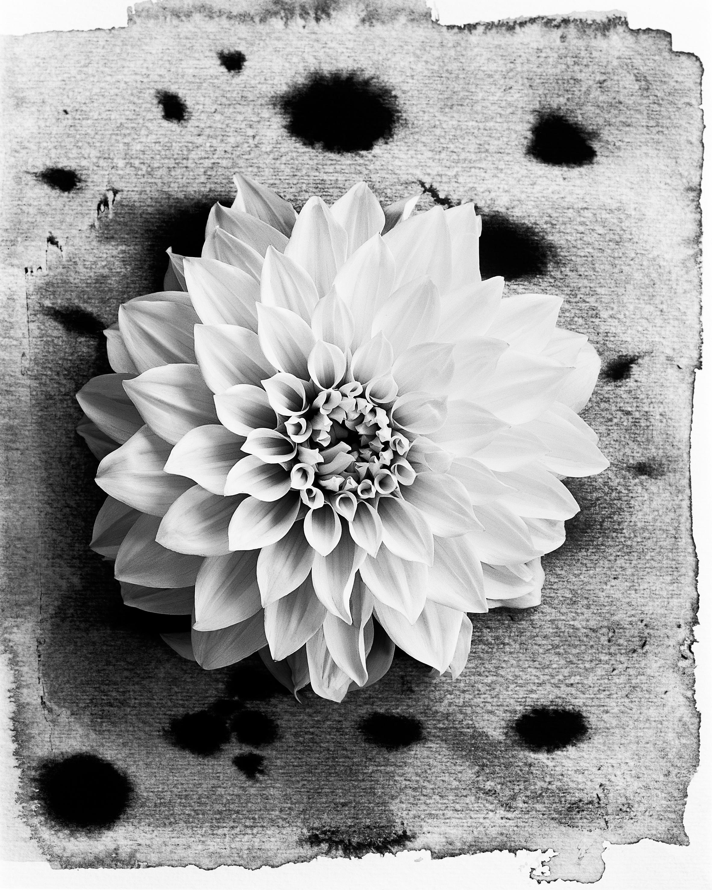 Ugne Pouwell Black and White Photograph - Dahlia on Ink #3 - floral film photography in composition with ink abstraction
