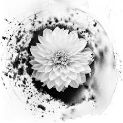 Dahlia on Ink - floral film photography in composition with ink abstraction