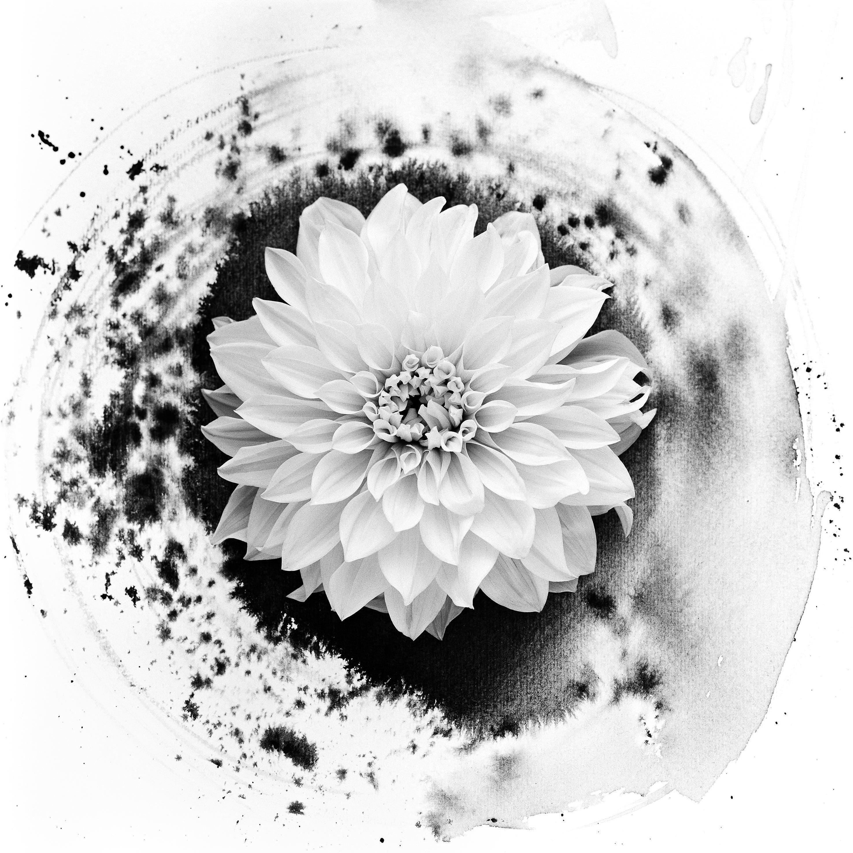 Dahlia sur encre - photographie de film florale en composition avec abstraction à l'encre