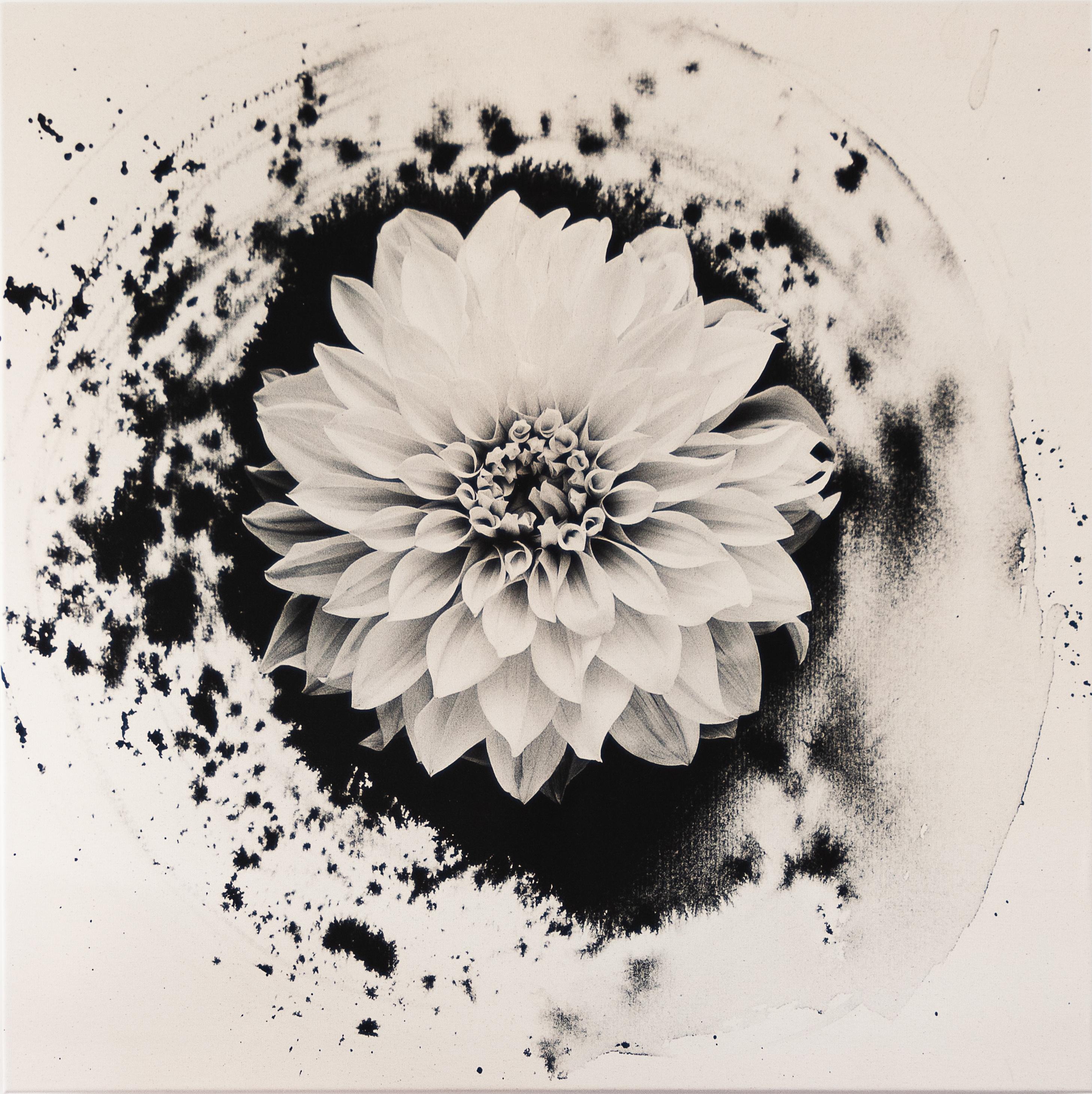 Abstract Painting Ugne Pouwell - Dahlia sur encre - photographie de film florale sur toile de coton, édition limitée à 5 exemplaires