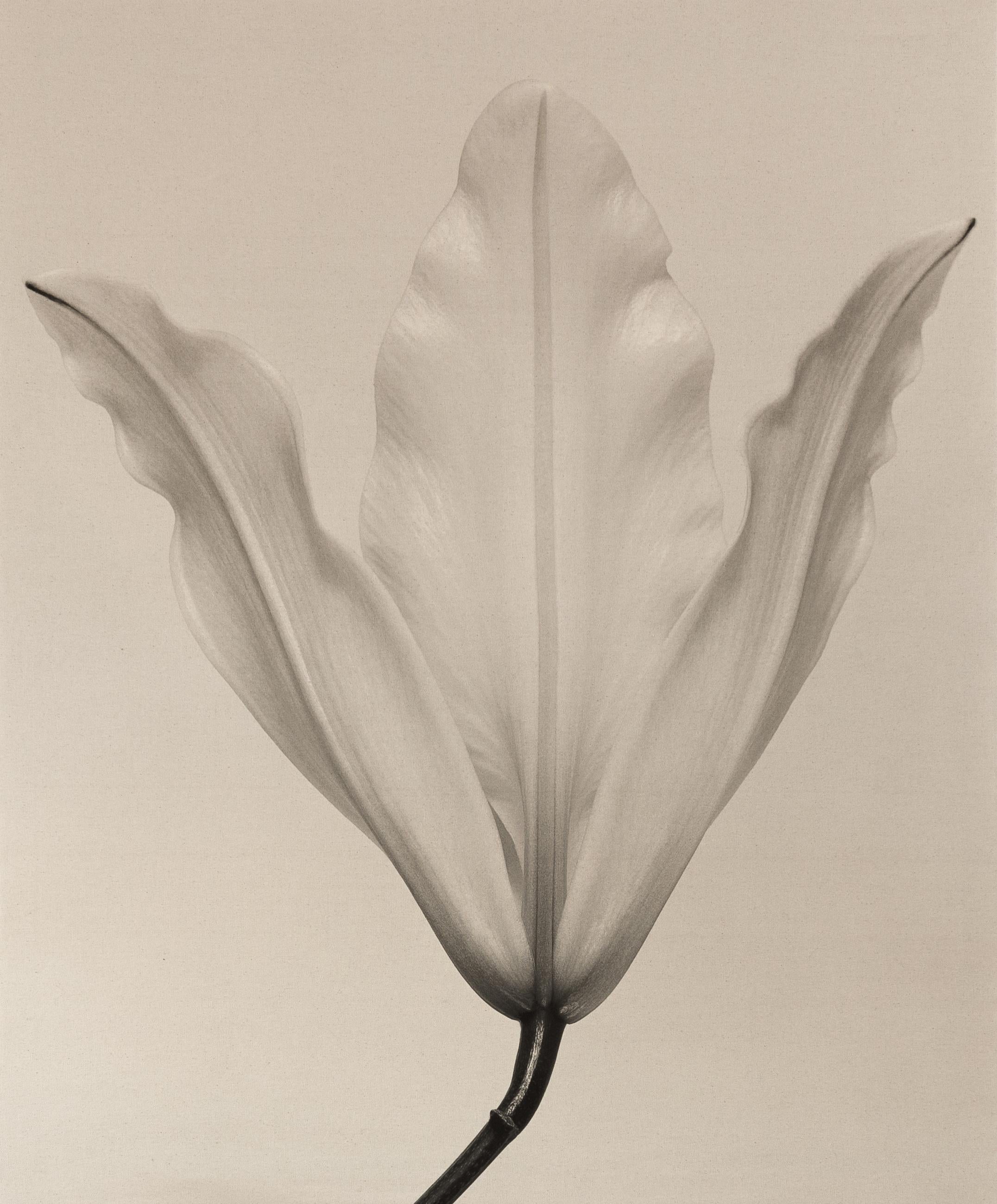 Ugne Pouwell Black and White Photograph – Lily No.3 – Analoge Fotografie mit Blumenmuster auf Baumwollleinwand, limitierte Auflage von 5 Stück