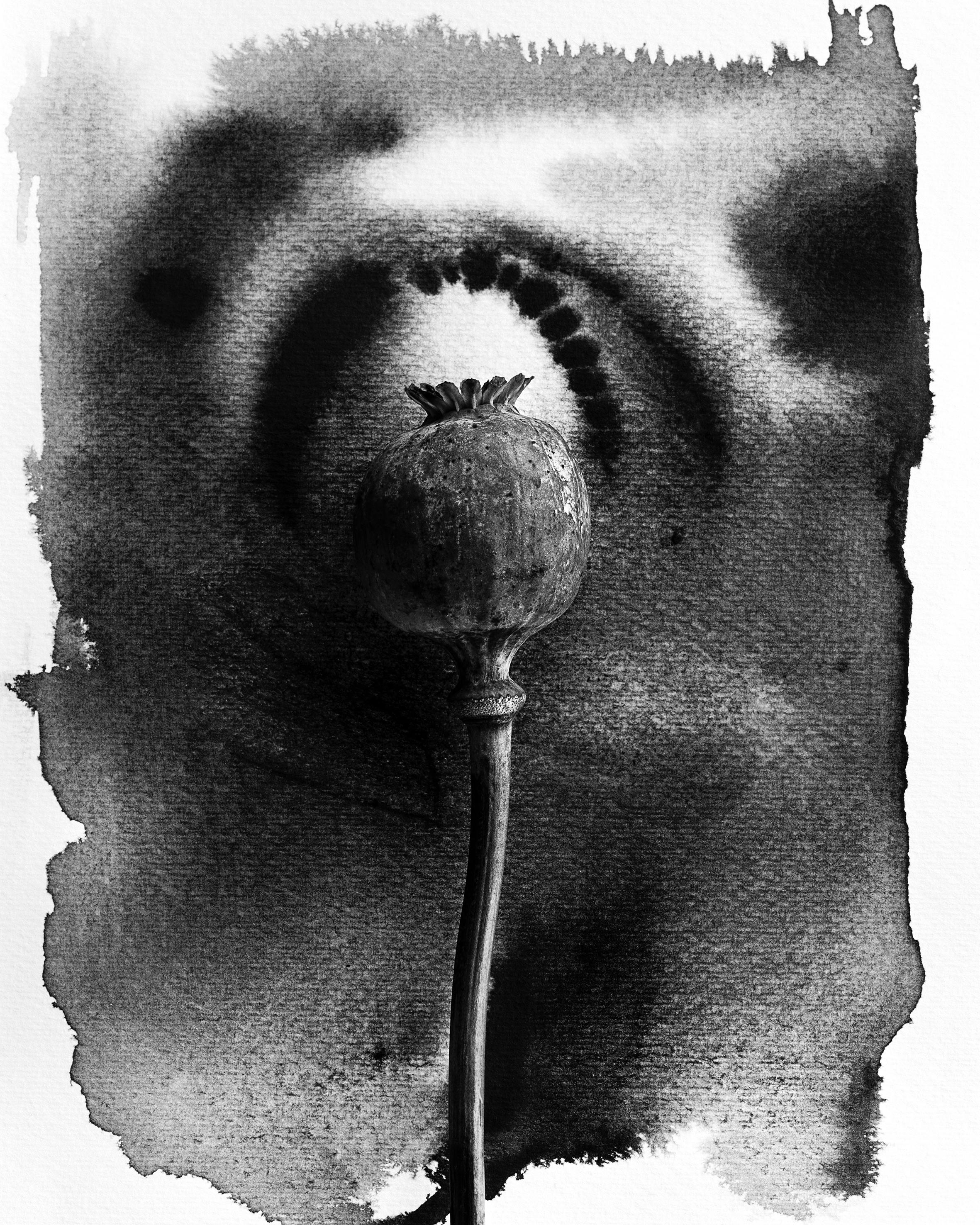 Ugne Pouwell Black and White Photograph – Mohnblumen auf Tinte #2 – Blumenfilmfotografie in Komposition mit Tuscheabstraktion