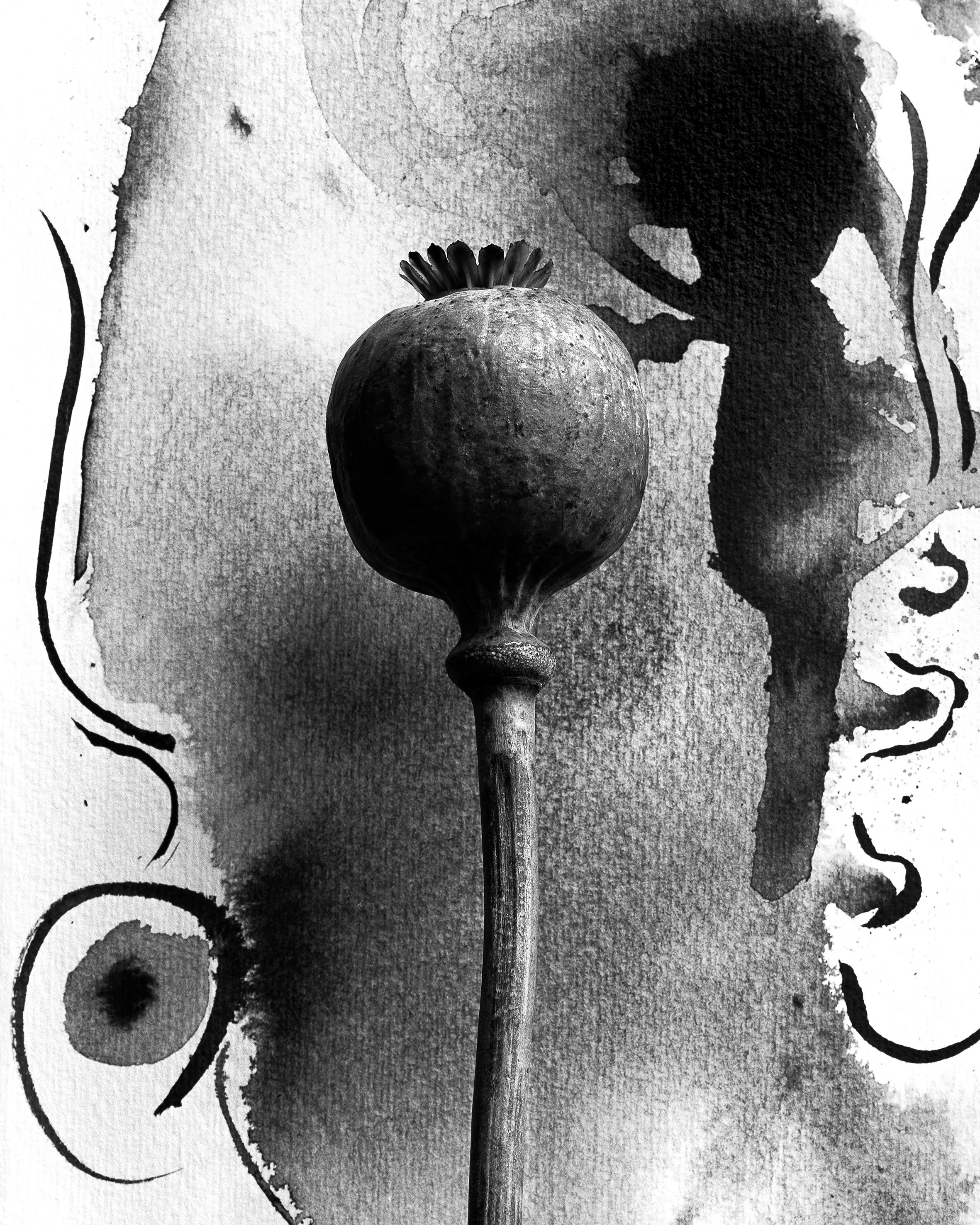 Ugne Pouwell Black and White Photograph - Poppy on ink - floral film photography in composition with ink abstraction