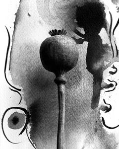 Amapola sobre tinta - fotografía de película floral en composición con abstracción de tinta