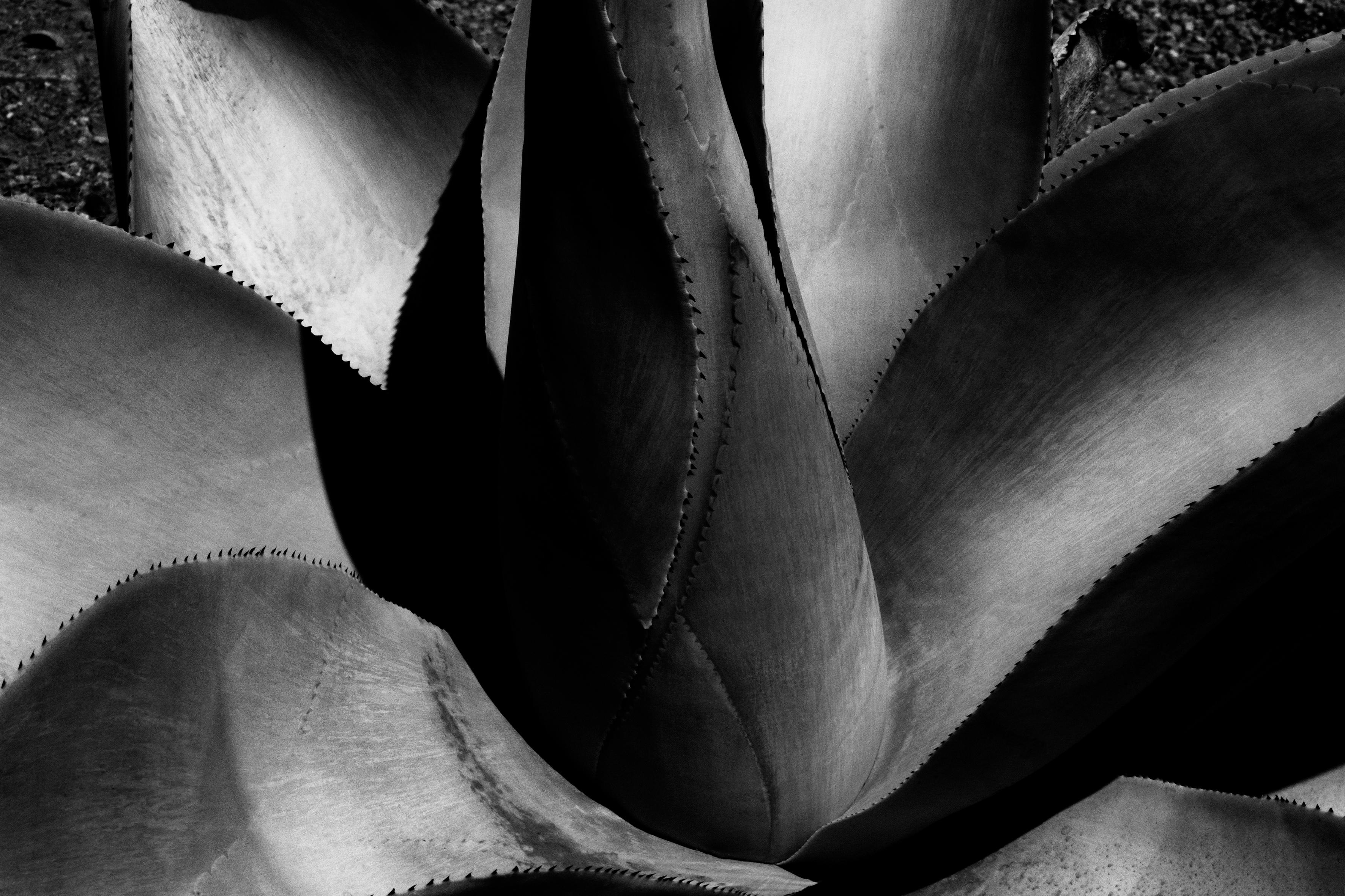 Agave – monochrome Abstraktion, aus der limitierten Auflage von 20 Stück