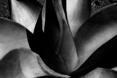 Agave – monochrome Abstraktion, aus der limitierten Auflage von 20 Stück