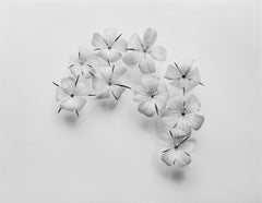 Agrostemma Crescent - blooms, black and white photography, Limited edition 20