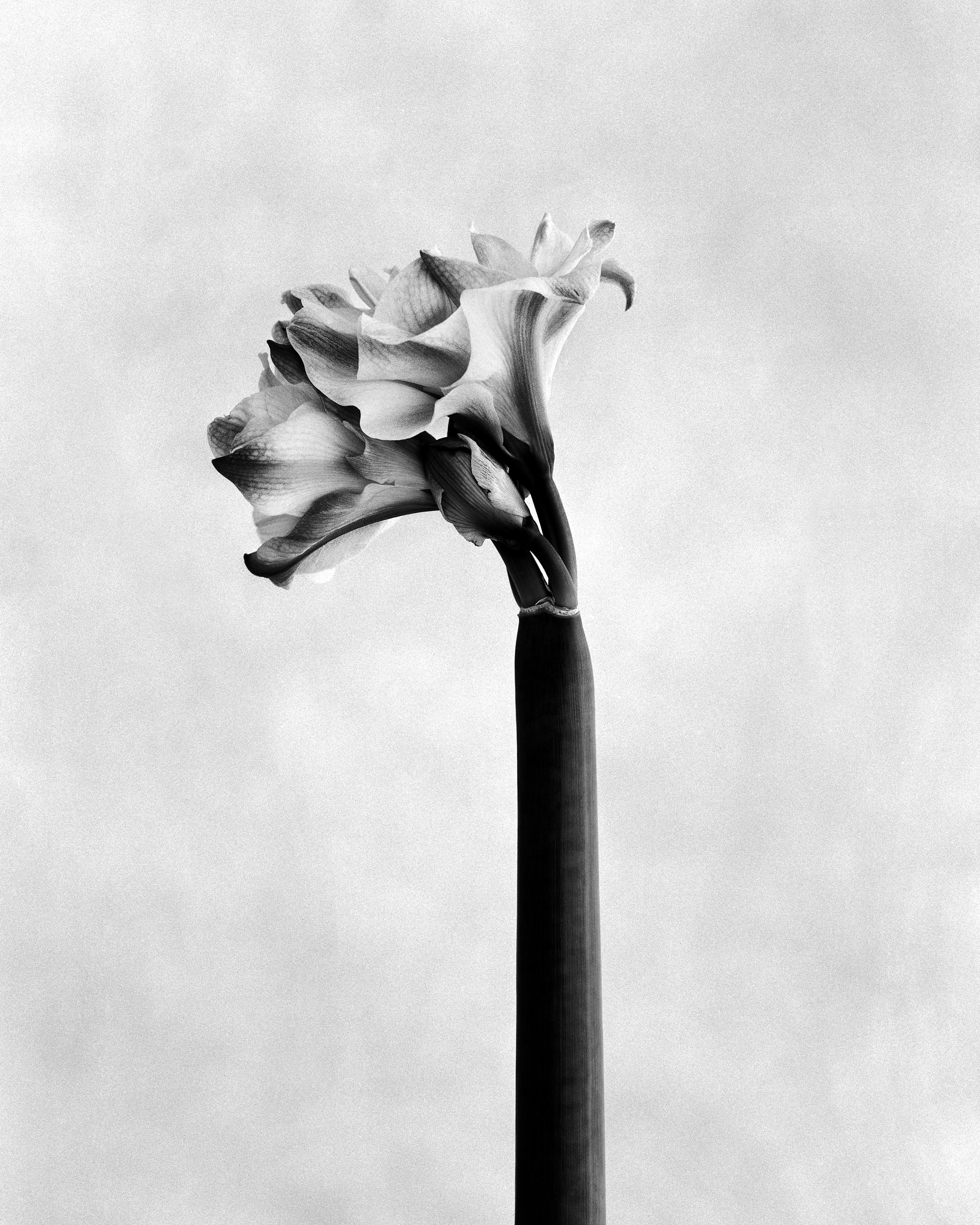 Amaryllis - analoge Blumenfotografie, limitierte Auflage von 10 Stück