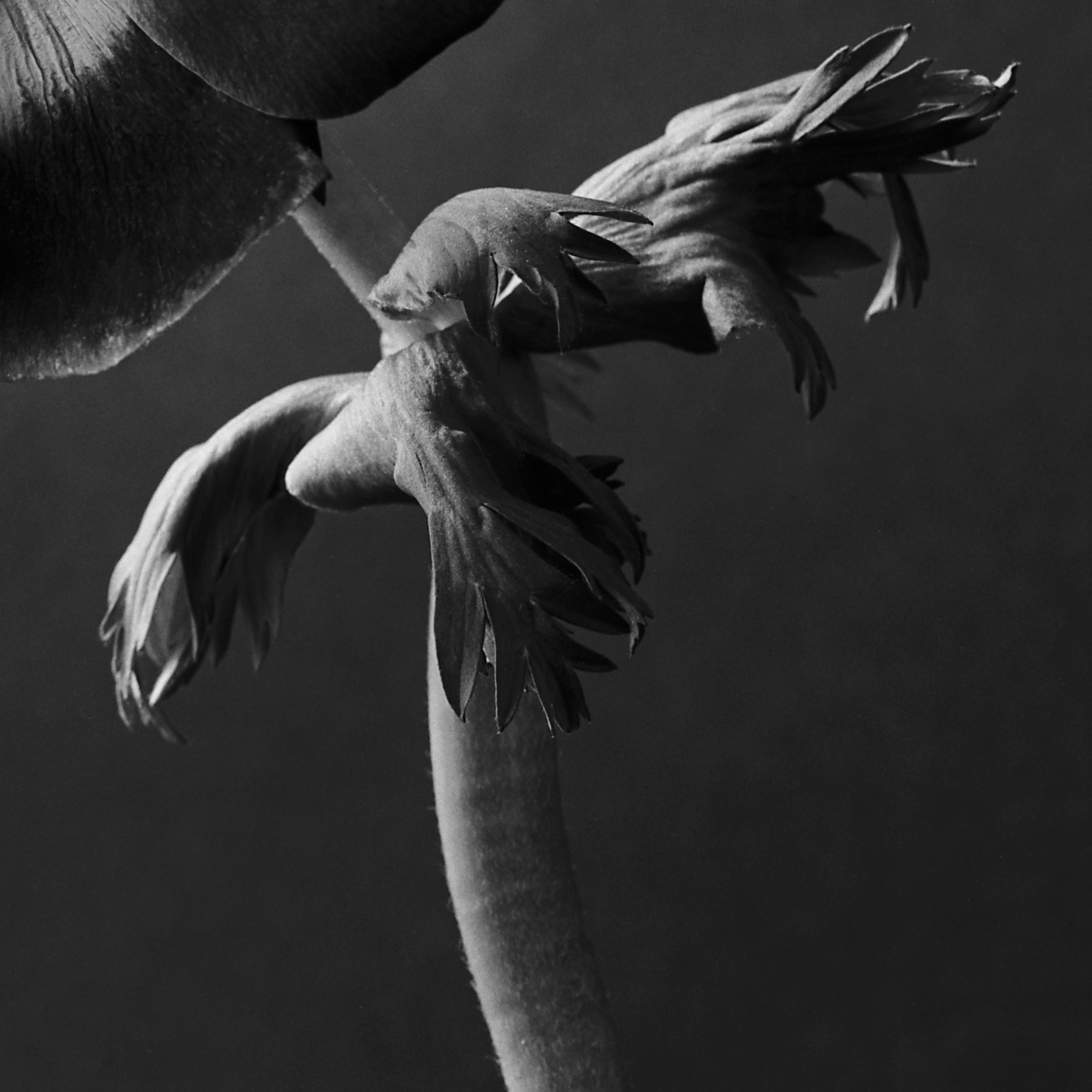  Anemone – Analogue Schwarz-Weiß-Blumenfotografie, Auflage von 20 Stück – Photograph von Ugne Pouwell