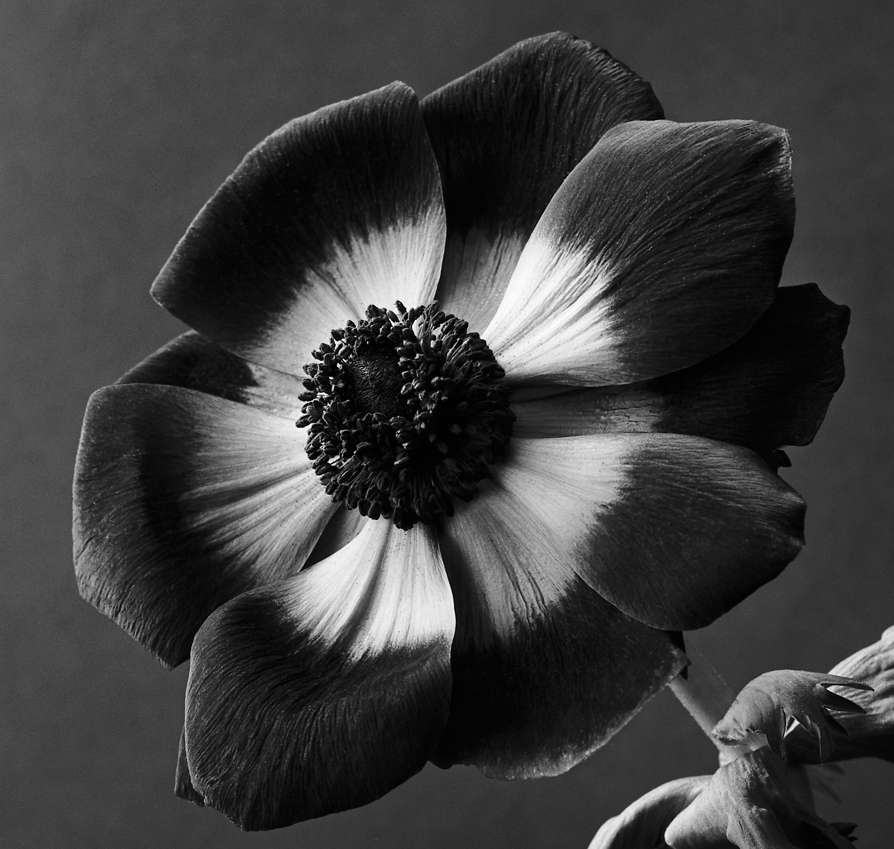  Anemone - Analogue black and white floral photography, edition of 20 - Contemporary Photograph by Ugne Pouwell