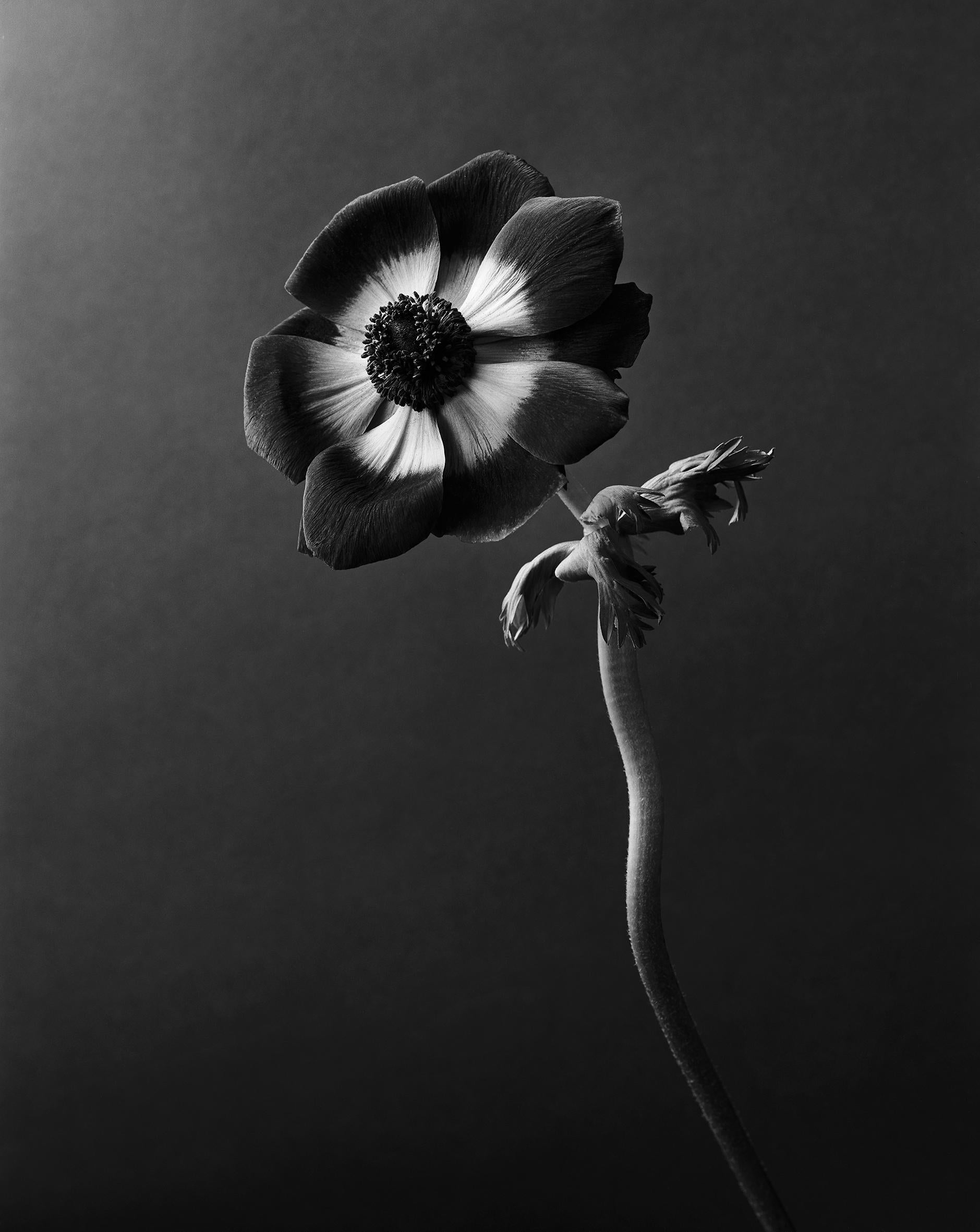 Ugne Pouwell Black and White Photograph –  Anemone – Analogue Schwarz-Weiß-Blumenfotografie, Auflage von 20 Stück
