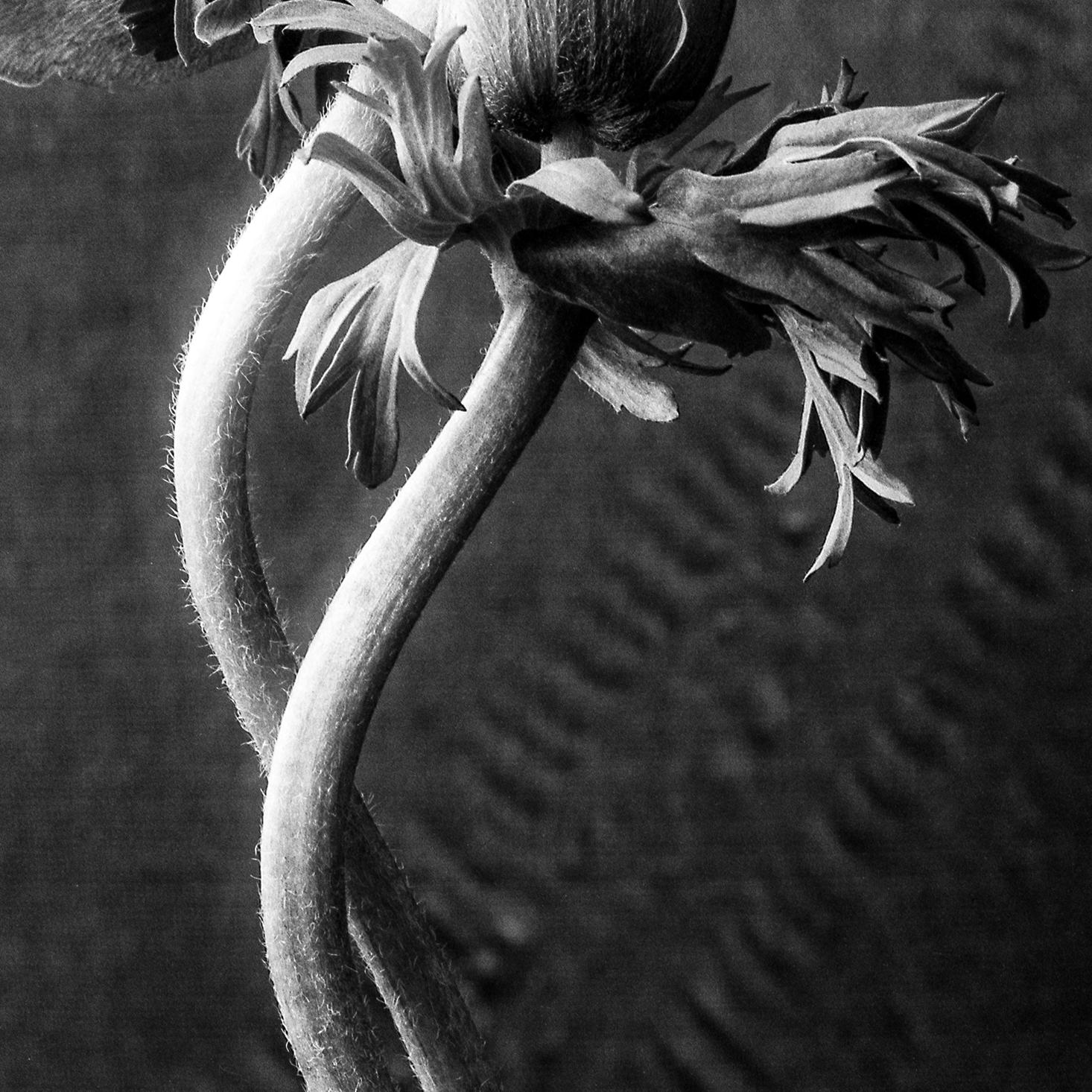 Anemone no.2 - Contemporary Photograph by Ugne Pouwell