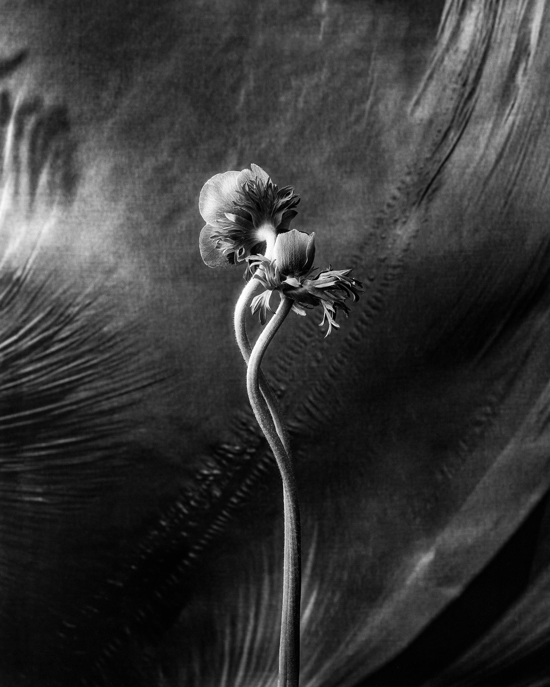 Ugne Pouwell Still-Life Photograph - Anemone no.2