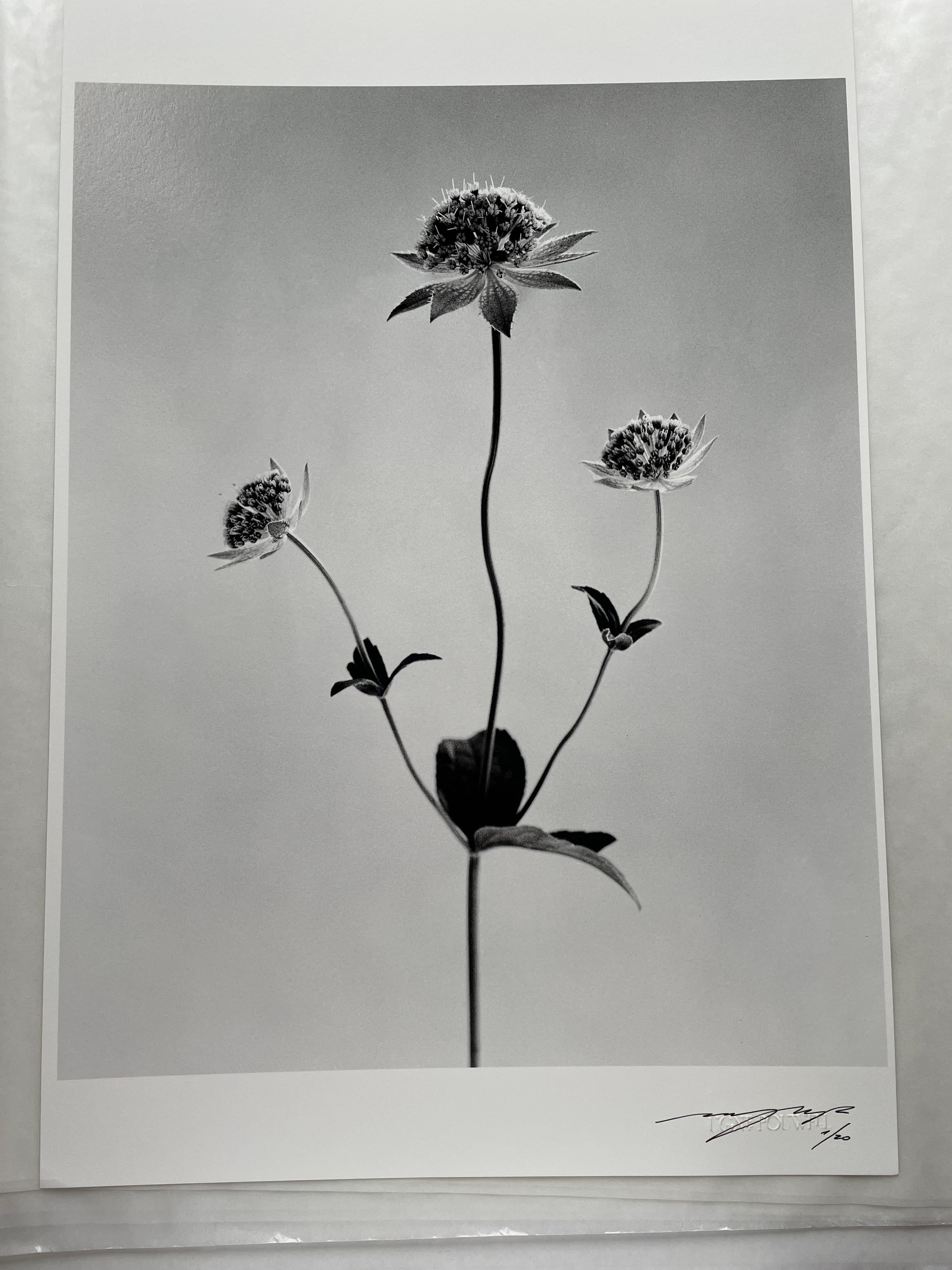 Astrantia – analoge Schwarz-Weiß-Blumenfotografie in limitierter Auflage, 2 von 20 Stück – Photograph von Ugne Pouwell