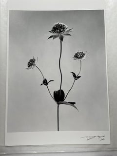Astrantia - analogue black and white floral photography, limited edition 2 of 20