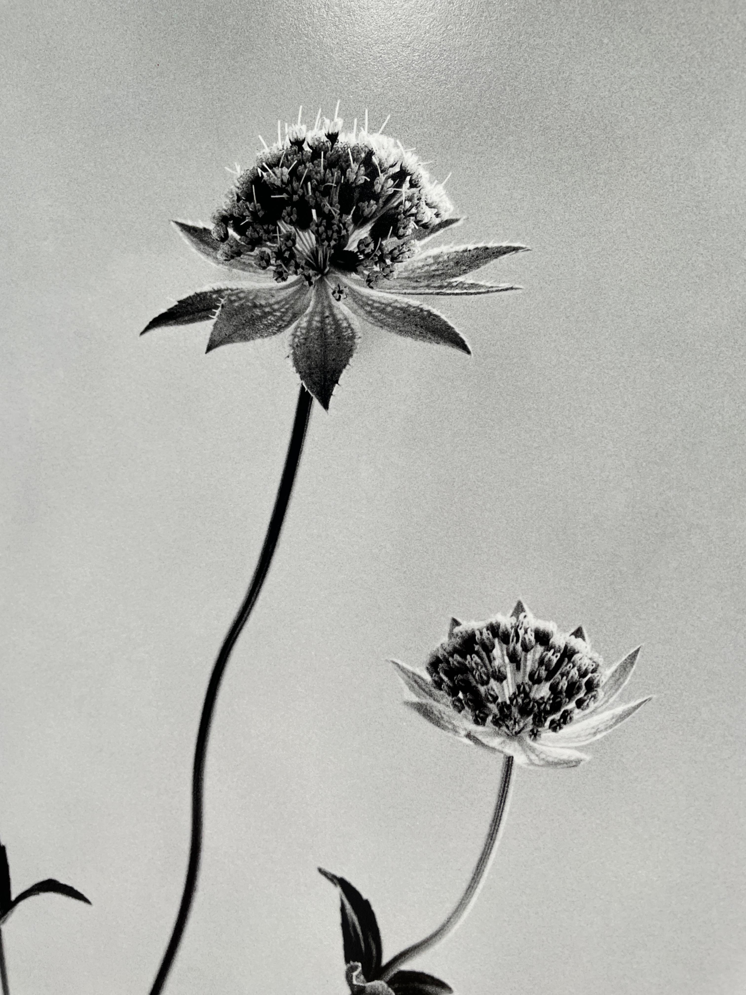Astrantia – analoge Schwarz-Weiß-Blumenfotografie in limitierter Auflage, 2 von 20 Stück (Minimalistisch), Photograph, von Ugne Pouwell