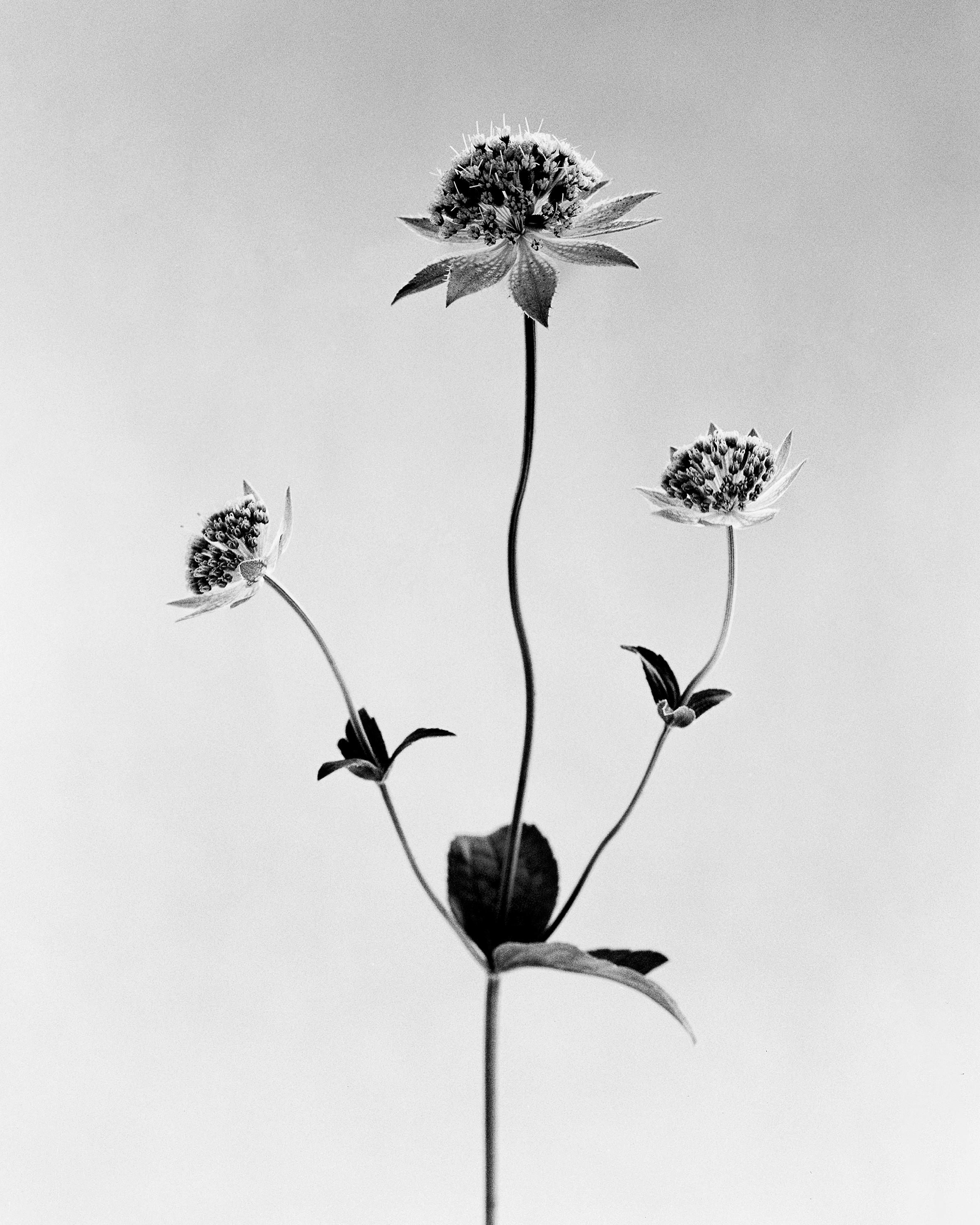 Ugne Pouwell Black and White Photograph – Astrantia – analoge Schwarz-Weiß-Blumenfotografie in limitierter Auflage von 20 Stück