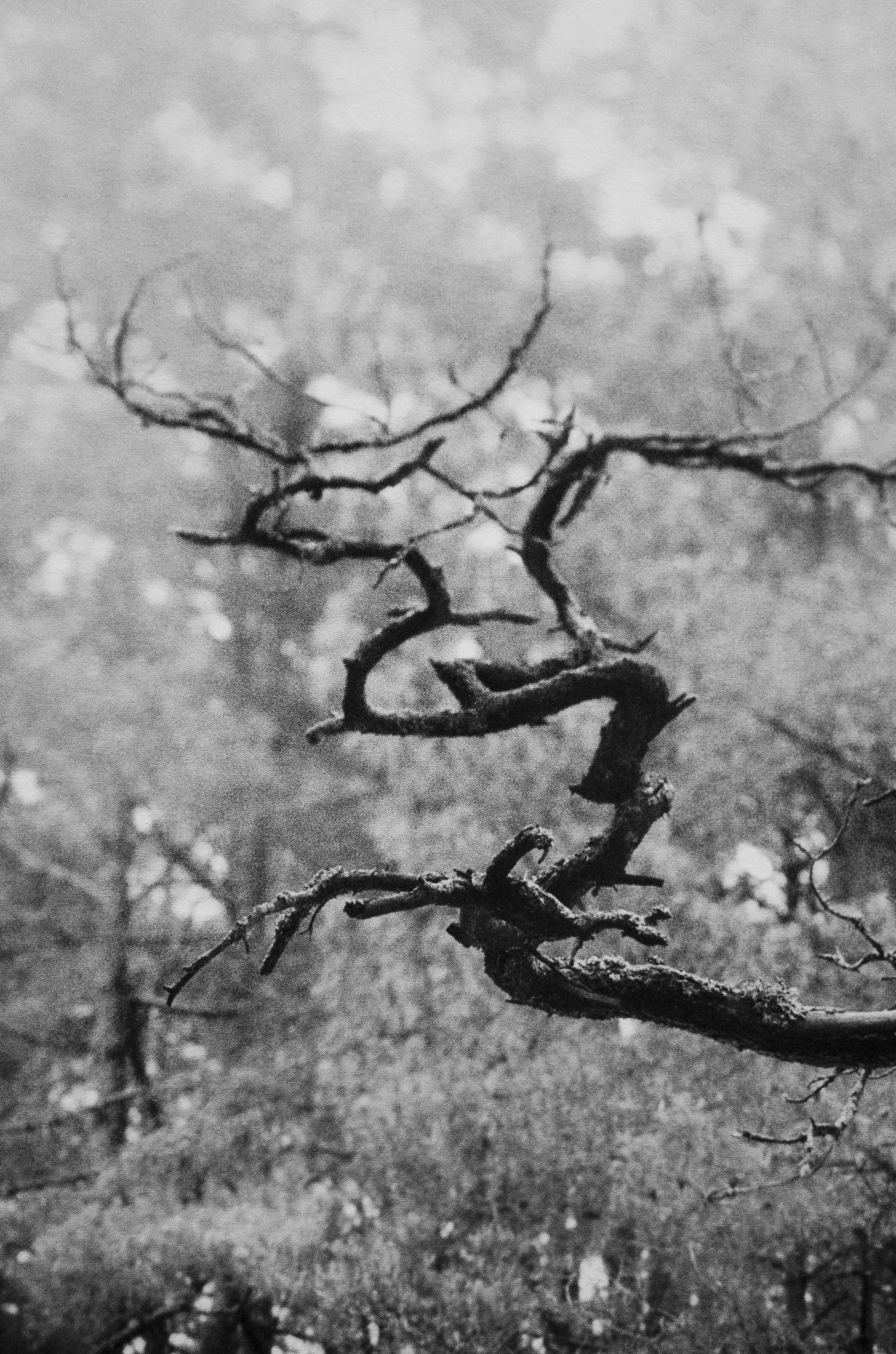 „Baltic pine“ - Schwarz-Weiß- analoge Waldfotografie 80x100cm Ltd. Ed. 10 – Photograph von Ugne Pouwell