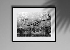 Baltic Pine - black and white analogue forest photograph, limited edition 4/20