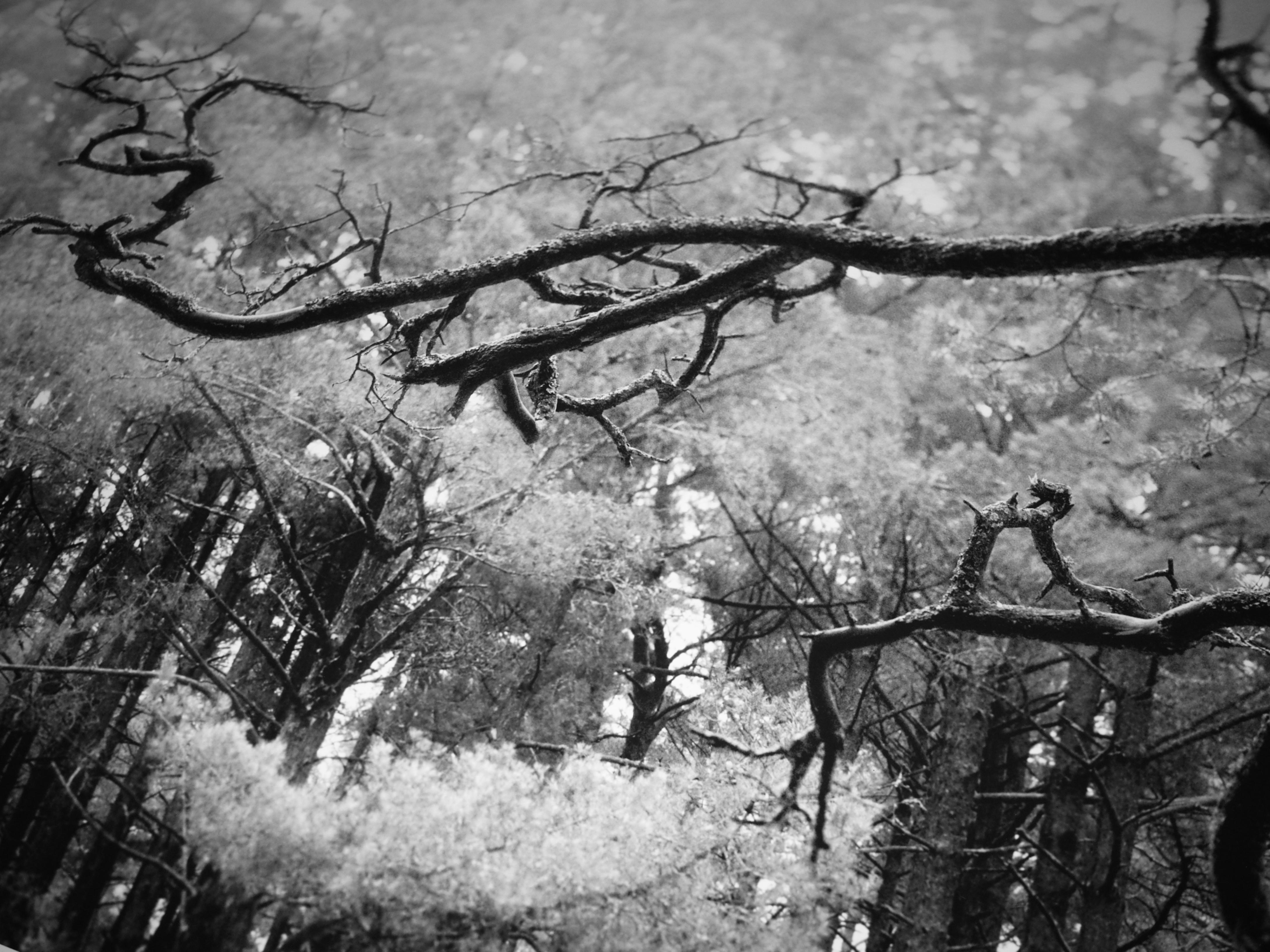 „Baltic pine“ - Schwarz-Weiß- analoge Waldfotografie 80x100cm Ltd. Ed. 10 (Naturalismus), Photograph, von Ugne Pouwell