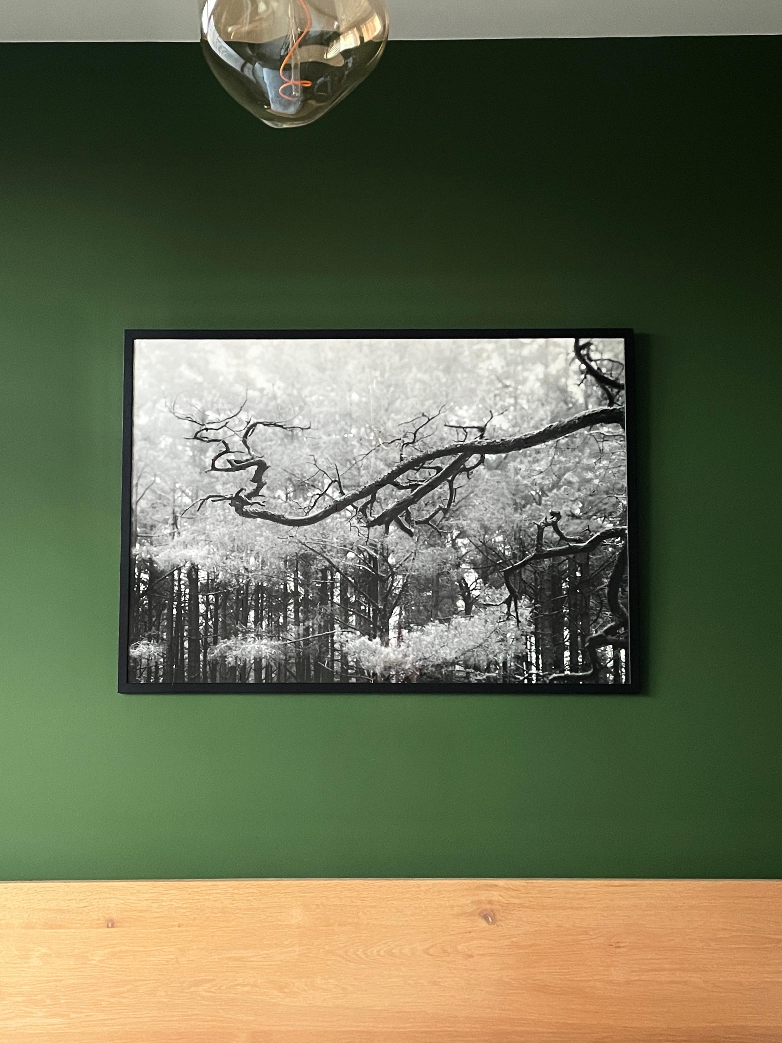 'Baltic pine' - black and white analogue forest photography 80x100cm Ltd. Ed. 10 - Naturalistic Photograph by Ugne Pouwell