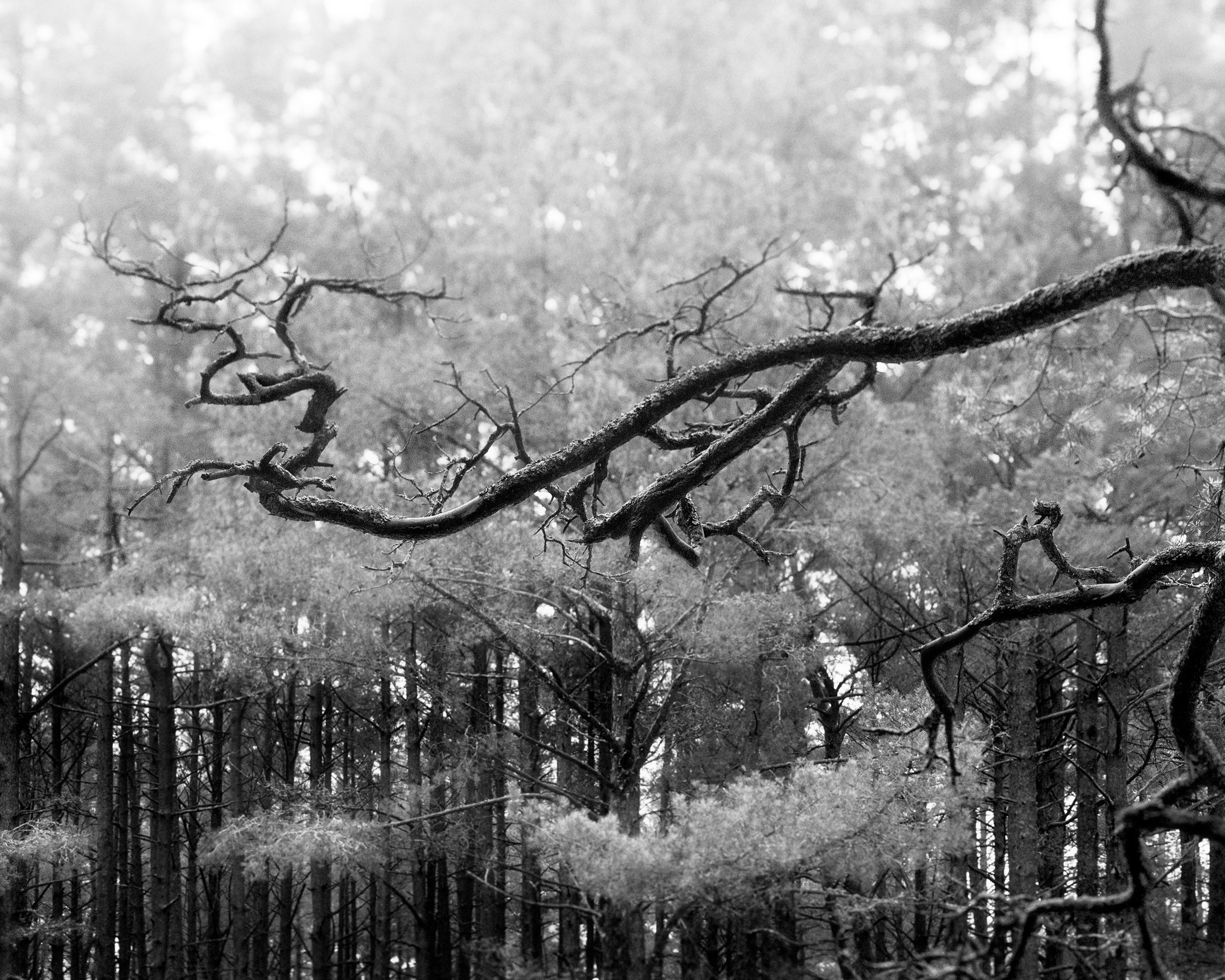 Ugne Pouwell Black and White Photograph – „Baltic pine“ - Schwarz-Weiß- analoge Waldfotografie 80x100cm Ltd. Ed. 10