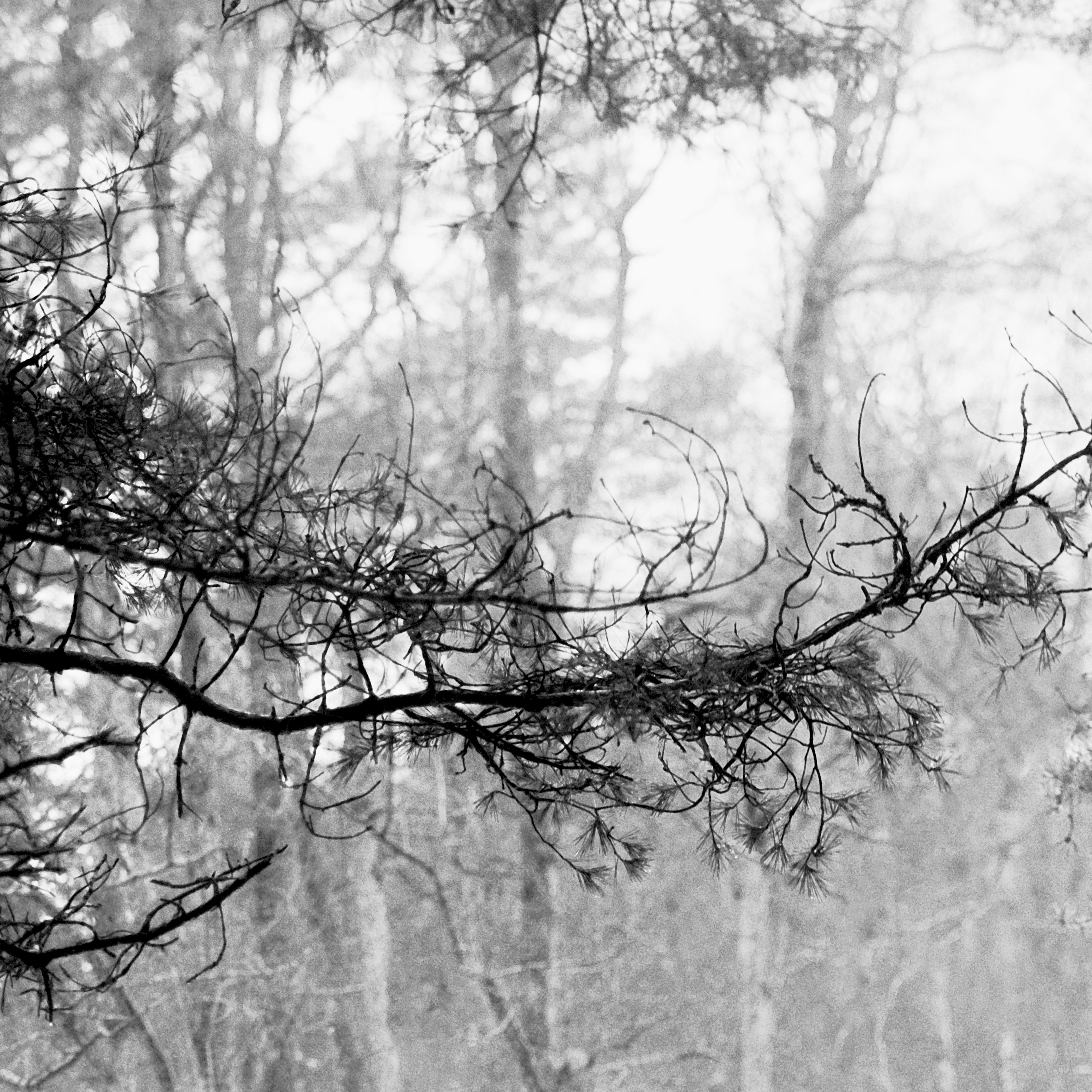 Bosque de pinos bálticos -fotografía analógica en blanco y negro, Edición limitada de 20 ejemplares. - Photograph de Ugne Pouwell