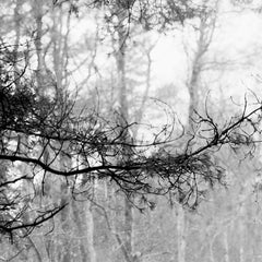 Baltic pine forest -black and white analogue photography, Limited edition of 20.