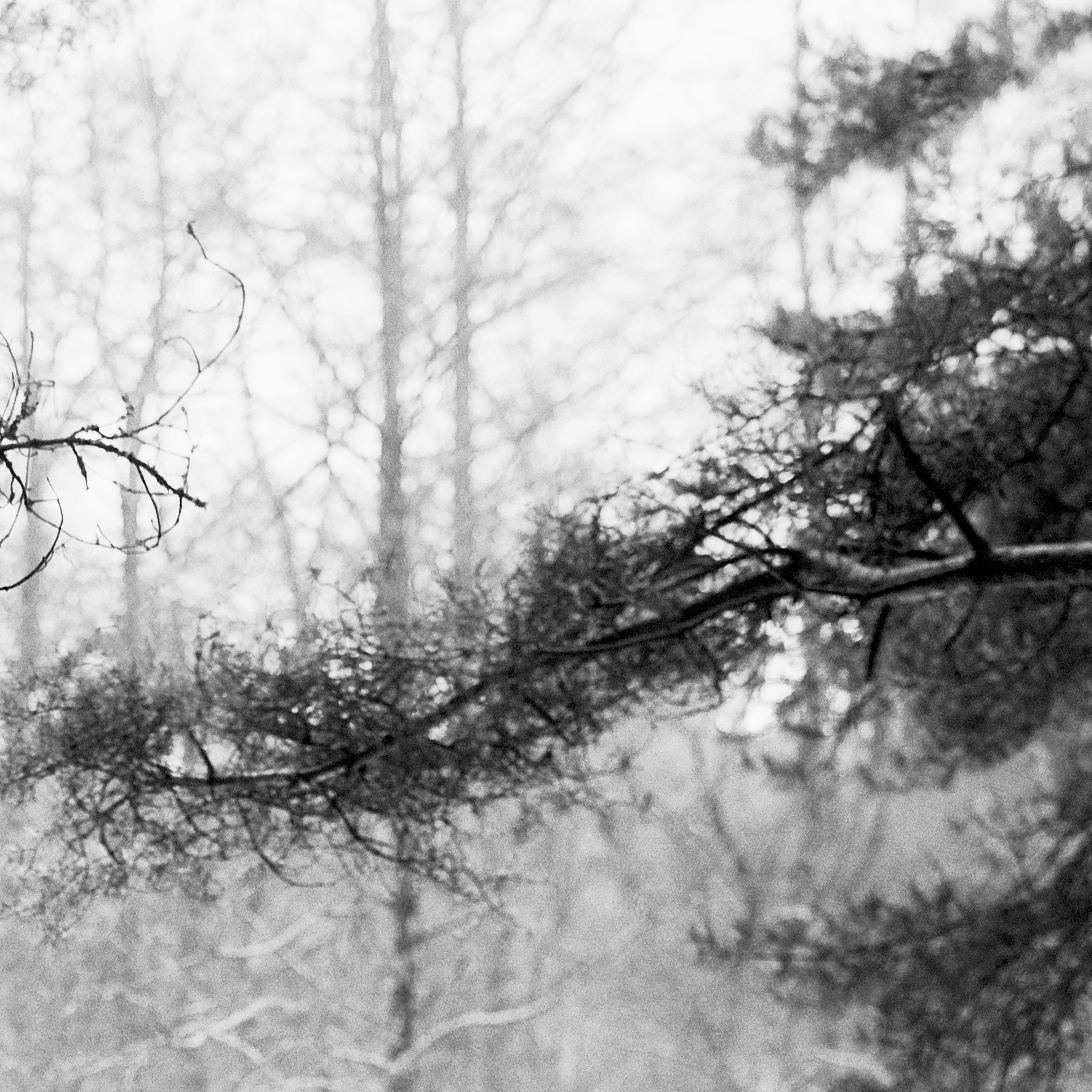 Bosque de pinos bálticos -fotografía analógica en blanco y negro, Edición limitada de 20 ejemplares. - Photograph Contemporáneo de Ugne Pouwell