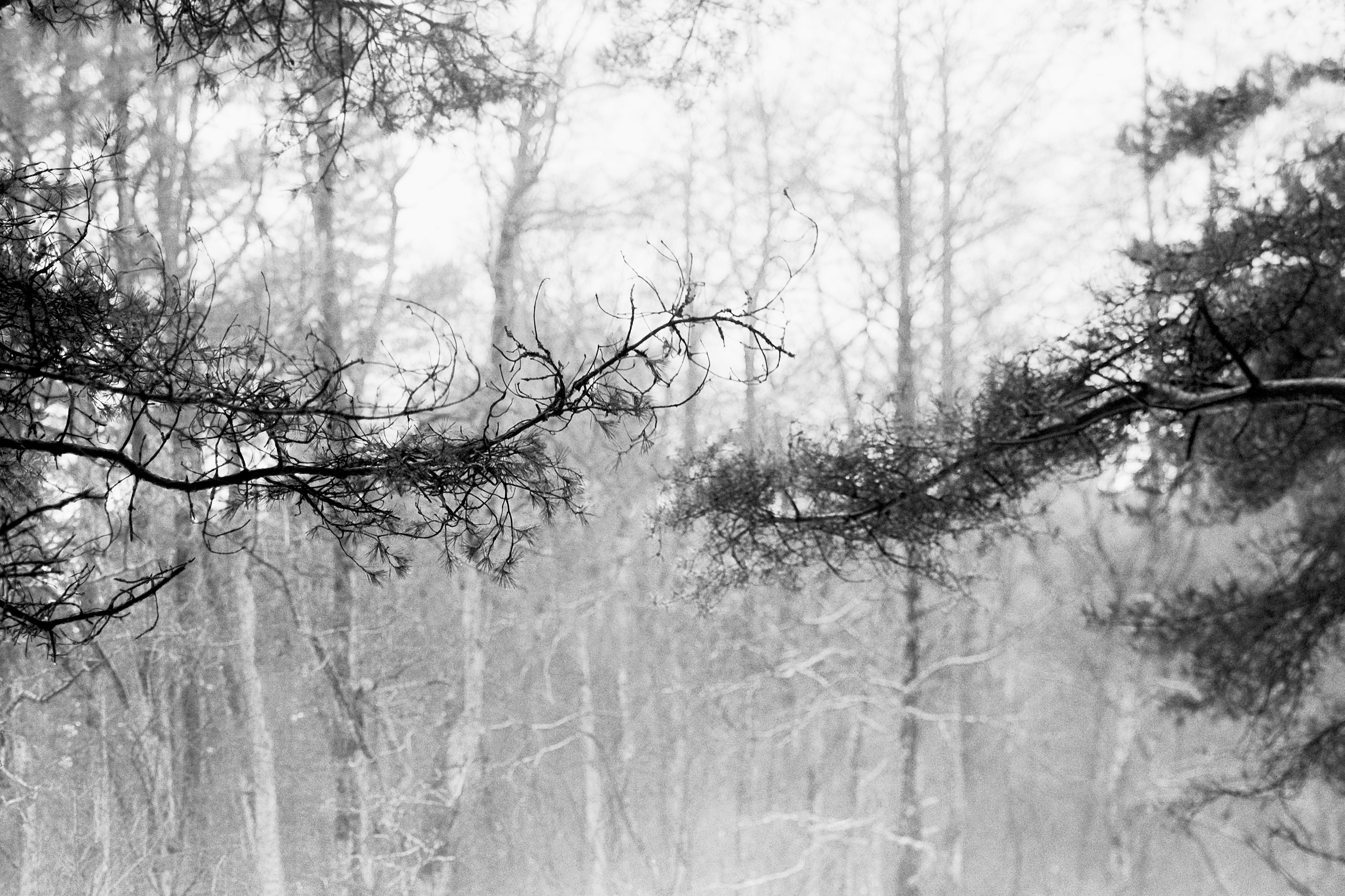 Landscape Photograph de Ugne Pouwell - Bosque de pinos bálticos -fotografía analógica en blanco y negro, Edición limitada de 20 ejemplares.