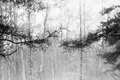 Baltische Kiefernholz- analoge Fotografie in Schwarz-Weiß, limitierte Auflage von 20 Stück