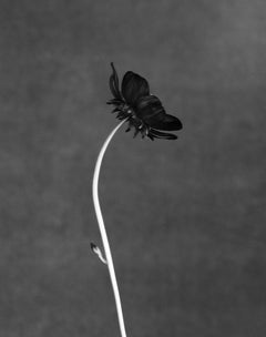 Black bloom - analogue black and white floral photography, limited edition 5