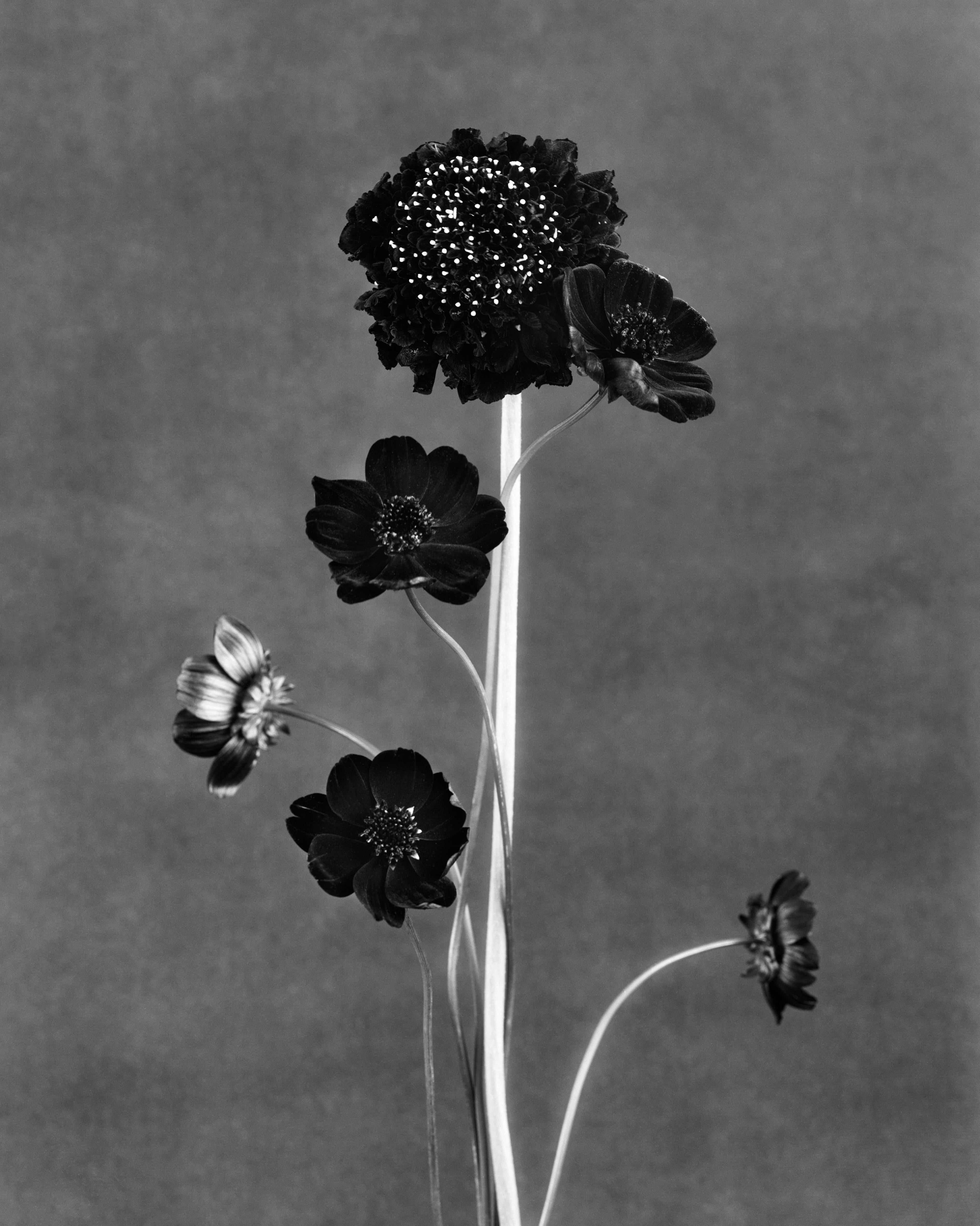 Ugne Pouwell Still-Life Photograph – Schwarze Blüten – analoge Schwarz-Weiß-Blumenfotografie, limitierte Auflage 5