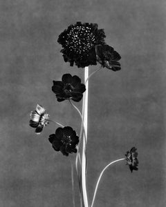 Black blooms - analogue black and white floral photography, limited edition 5