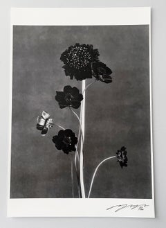 Black Blooms - black and white floral photography, limited edition of 20