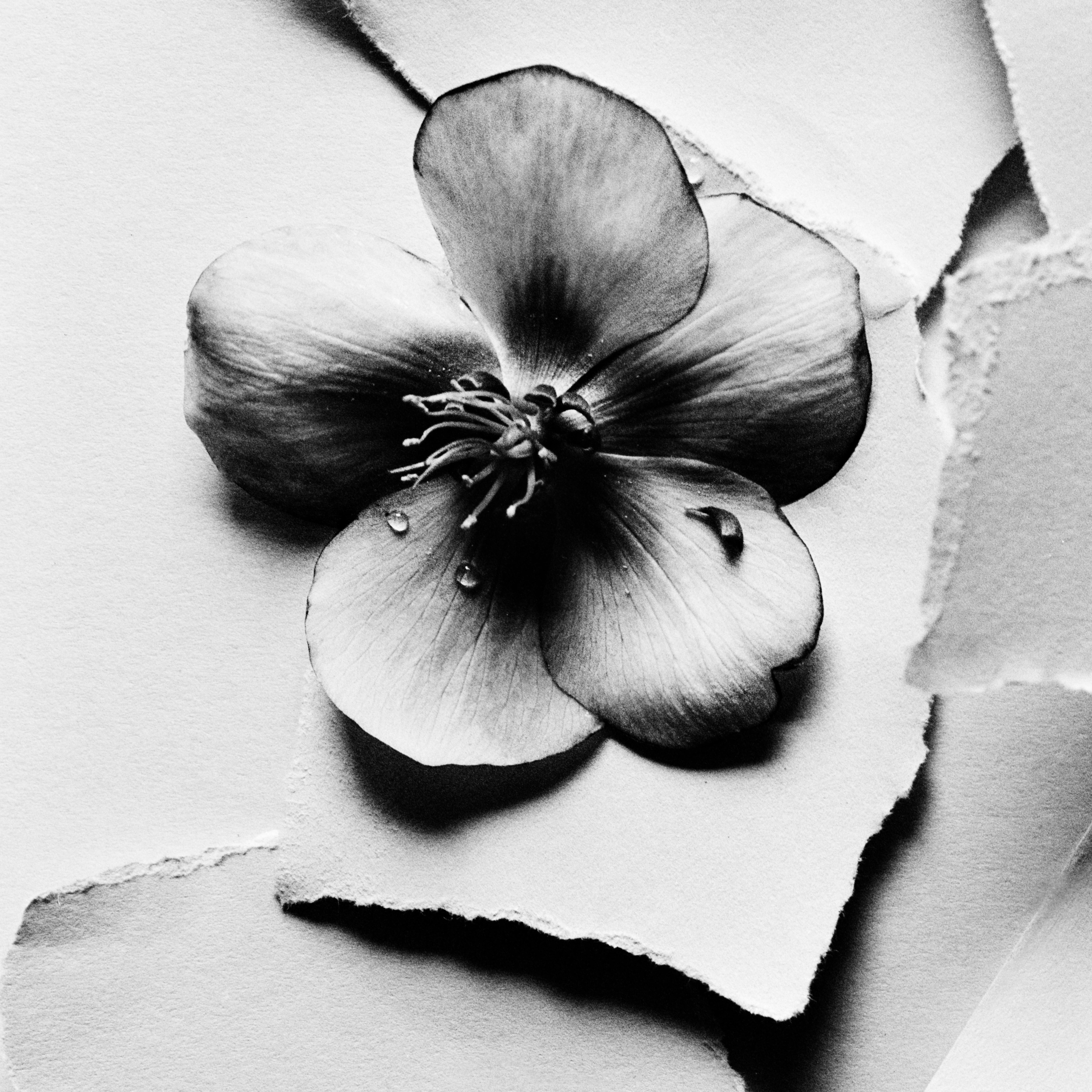 Schwarz Hellebore – analoge Schwarz-Weiß-Blumenfotografie in Schwarz-Weiß – Photograph von Ugne Pouwell